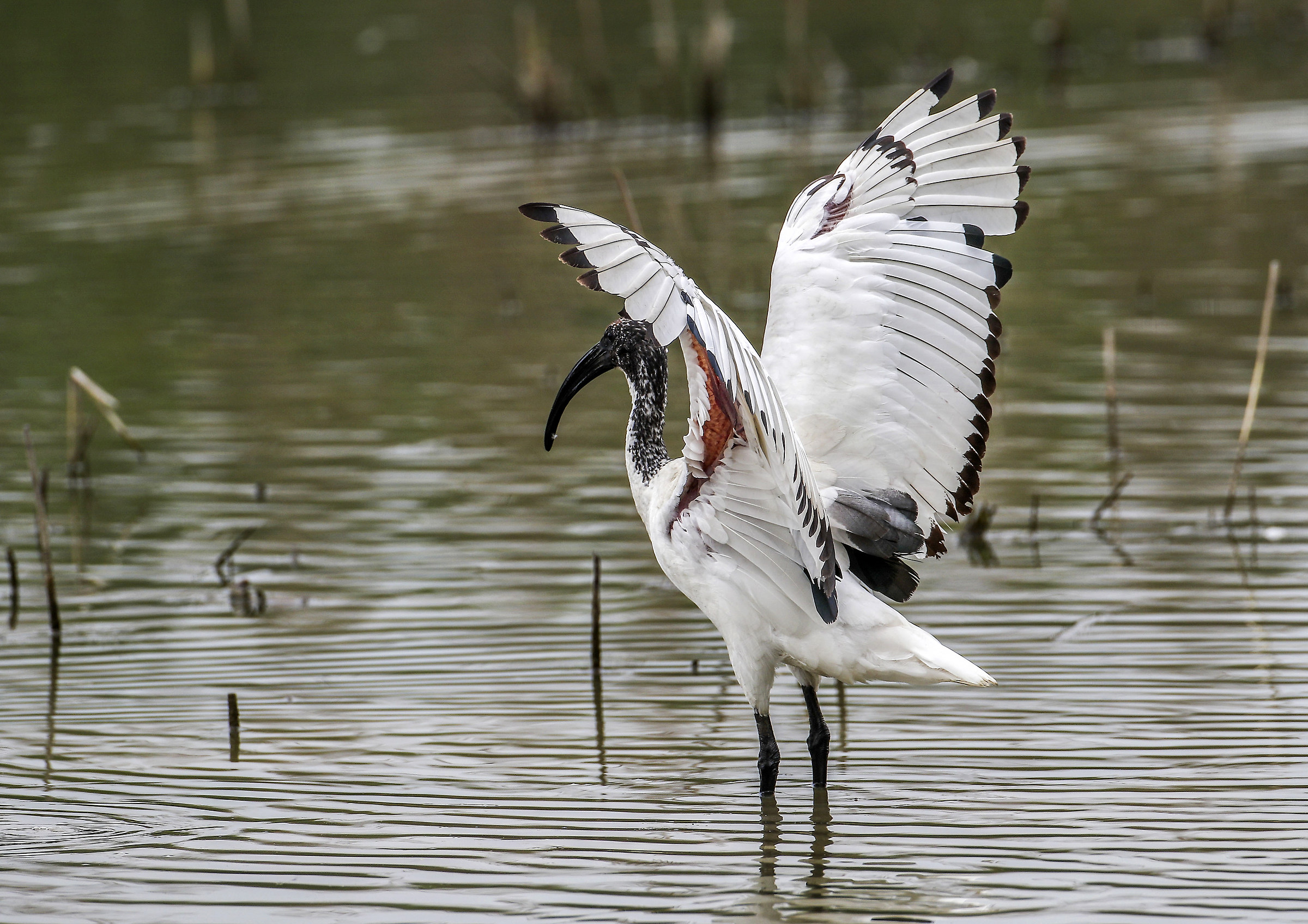 Sacred Ibis