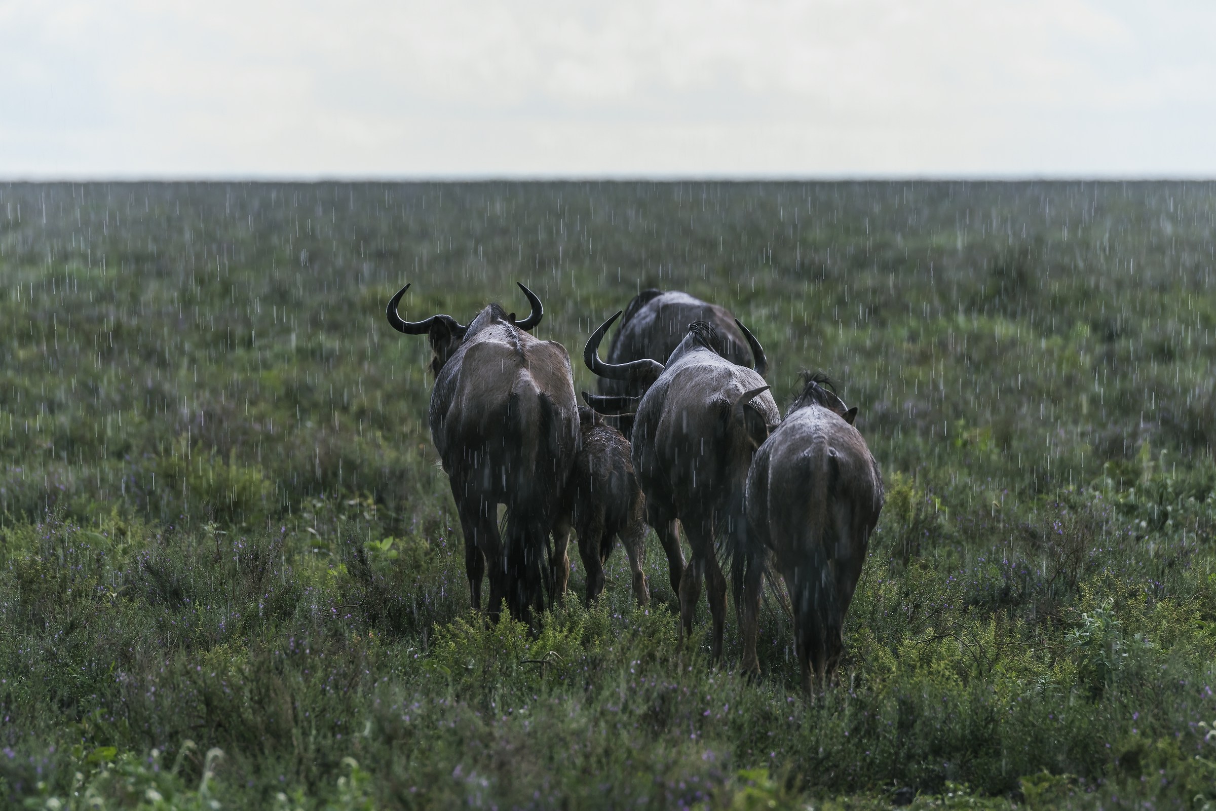 Tanzania 2017 - Incontro alla pioggia