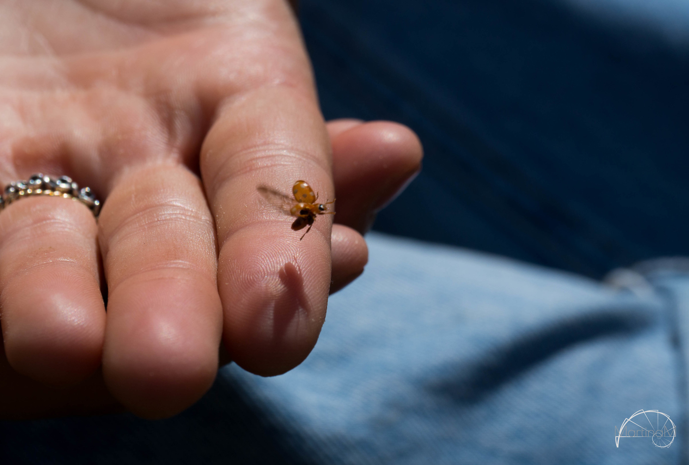 Pellegrini fortunati