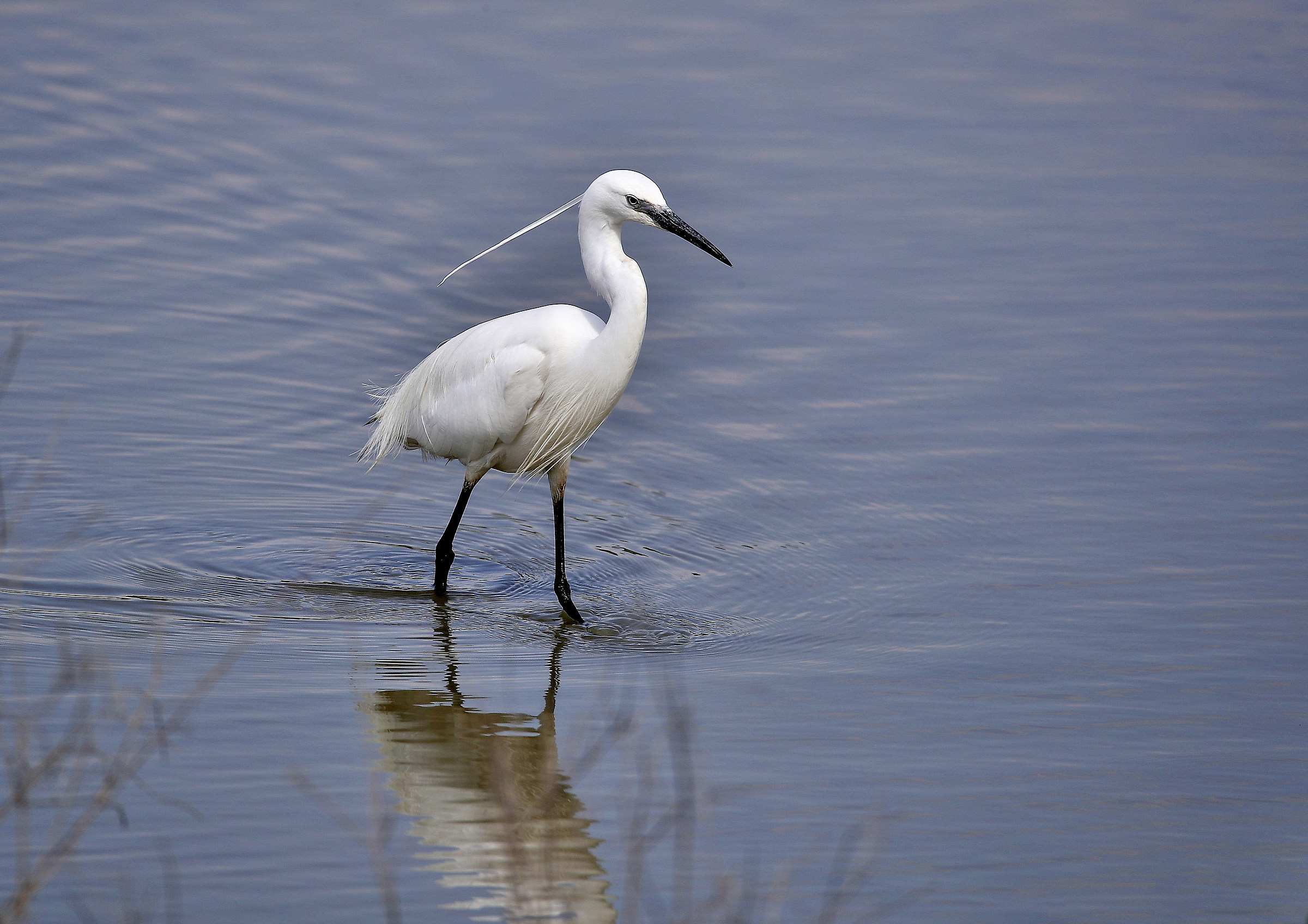 Egret