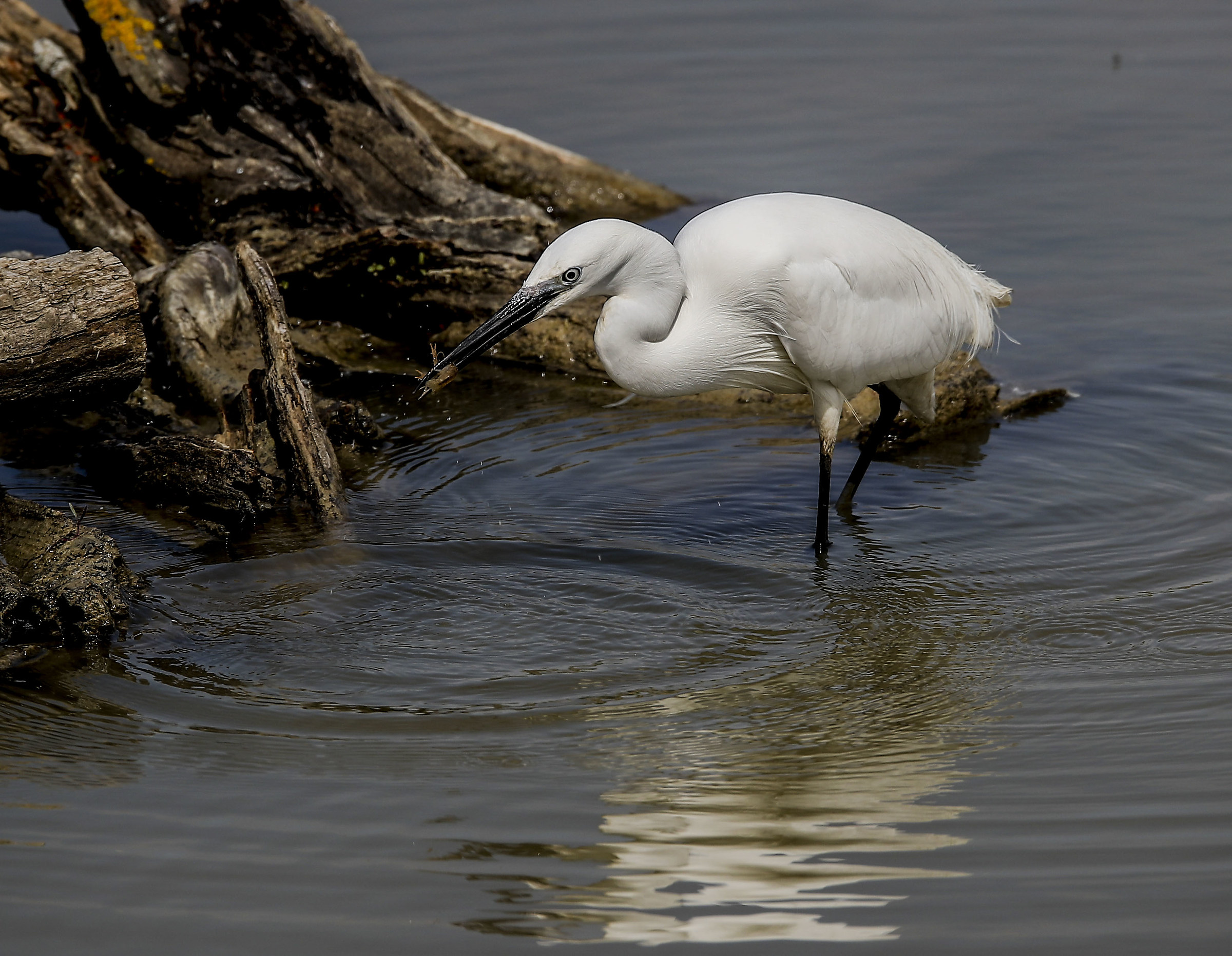 Egret