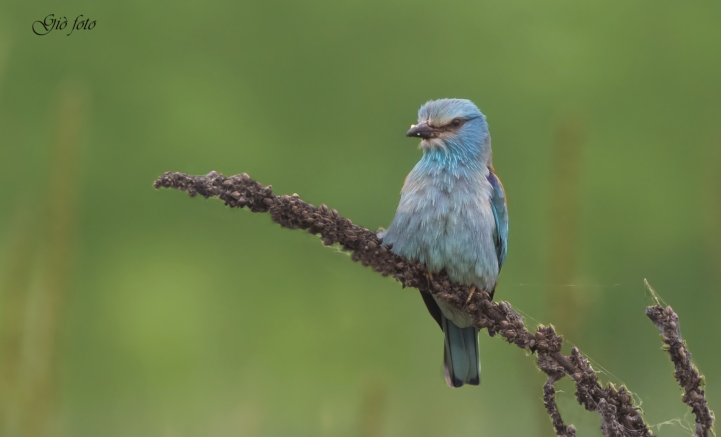 my first European roller