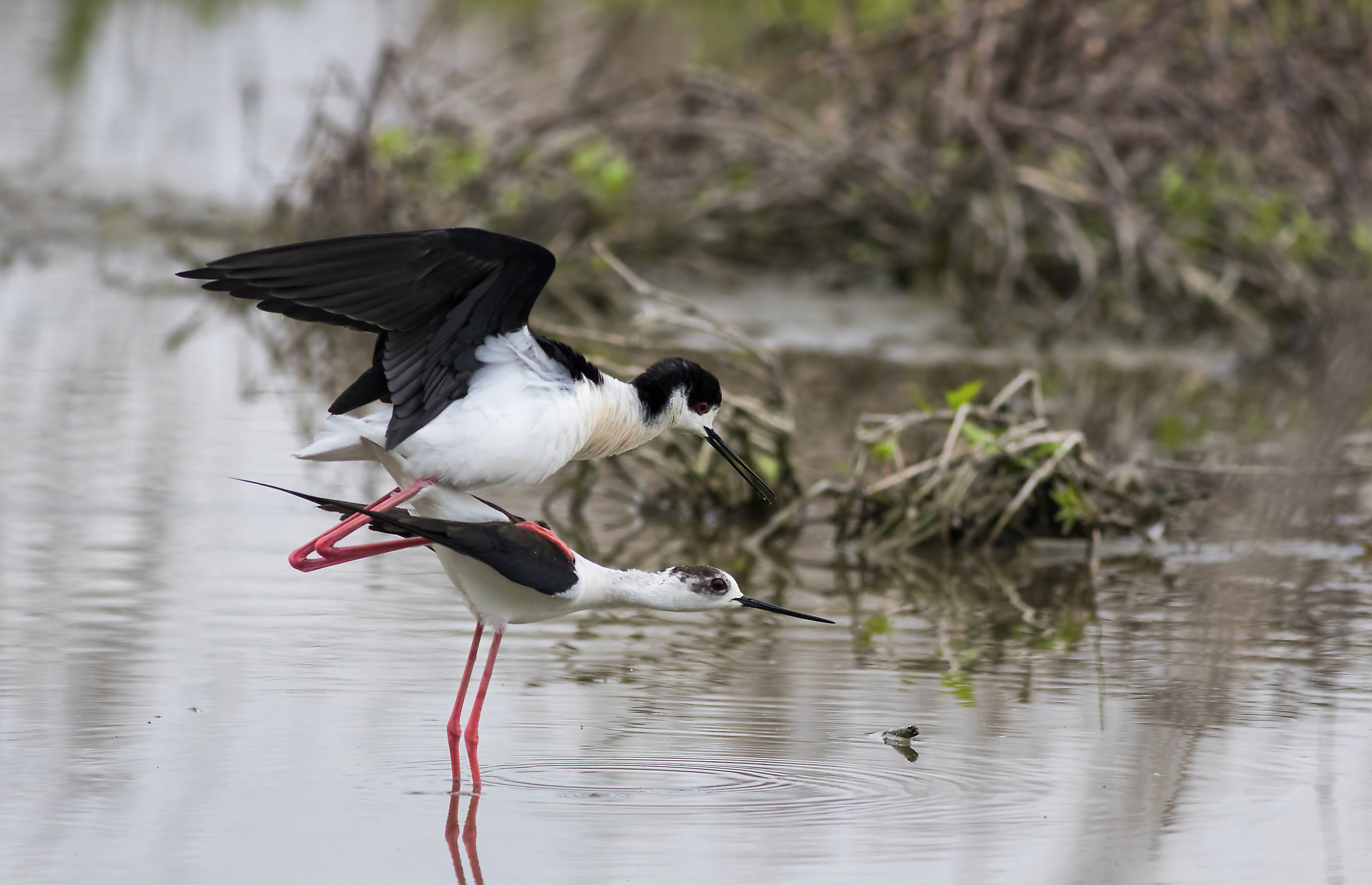 Poi al nido ci pensi tu, però