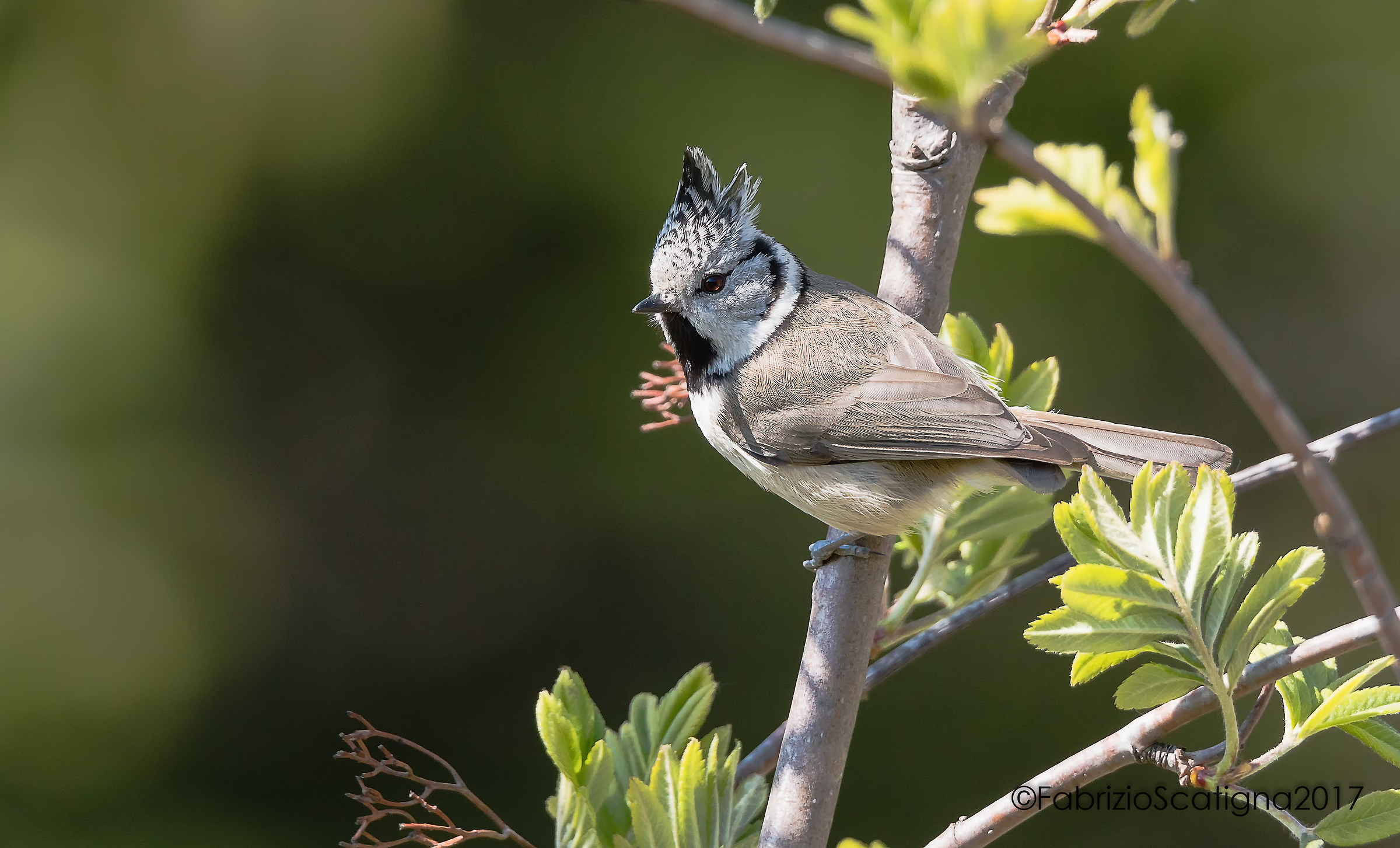 Crested Tit