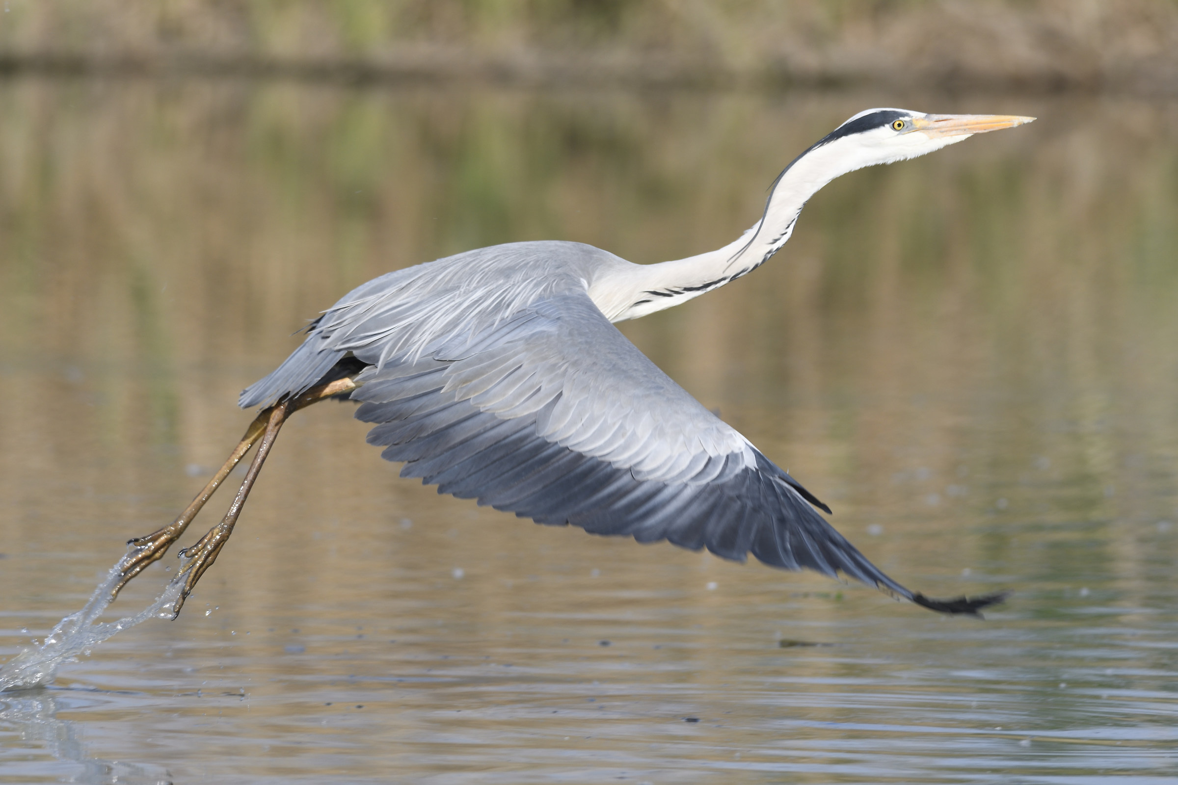 Heron taking off