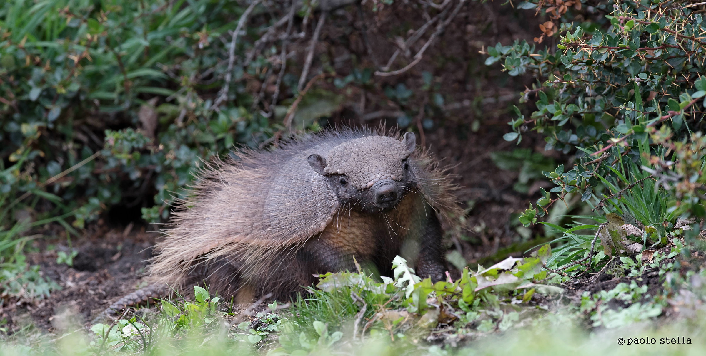 armadillo (nine-banded armadillo)