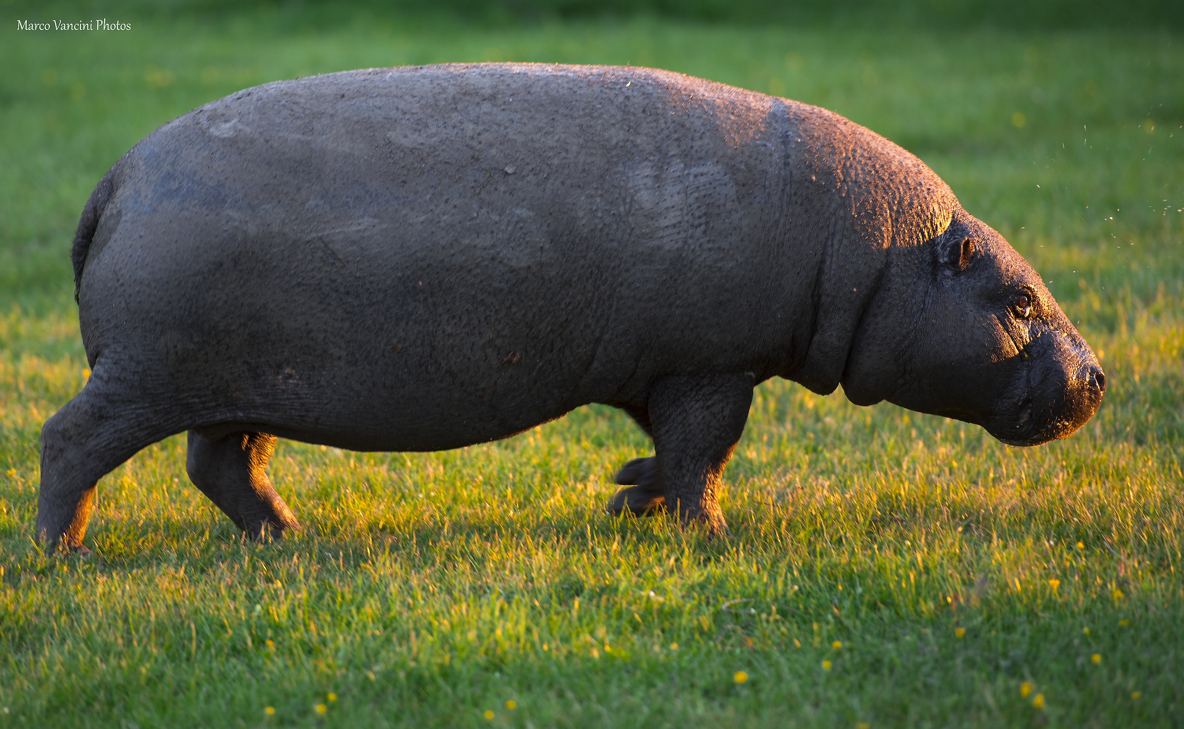 Pygmy Hippopotamus