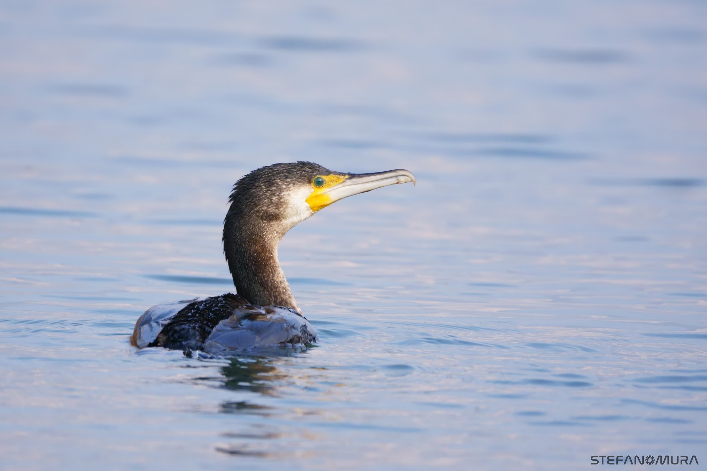 cormorant hunting