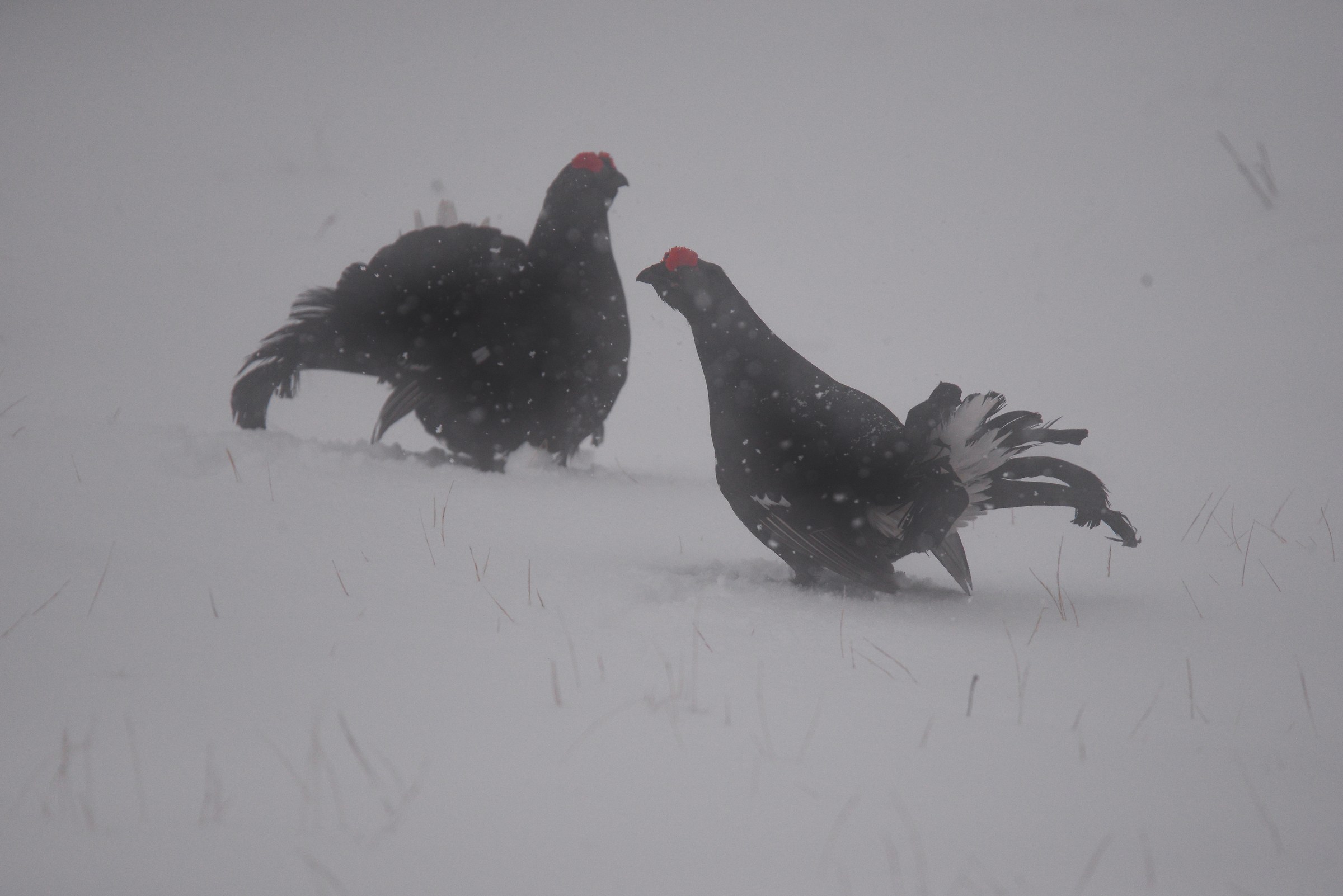Che si fa? Lotta o the caldo?