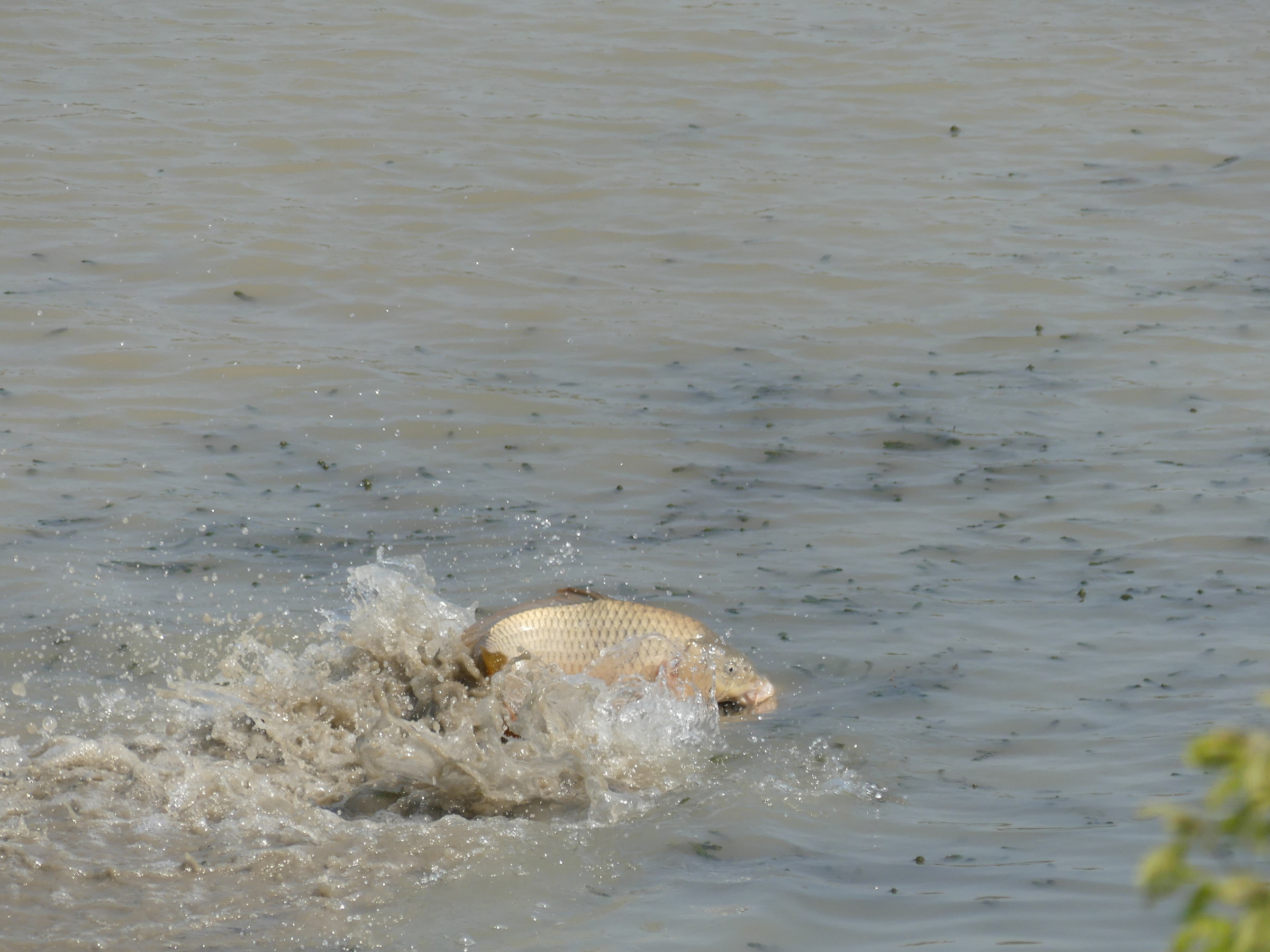 Po di Goro deposizione ed accoppiamento carpe