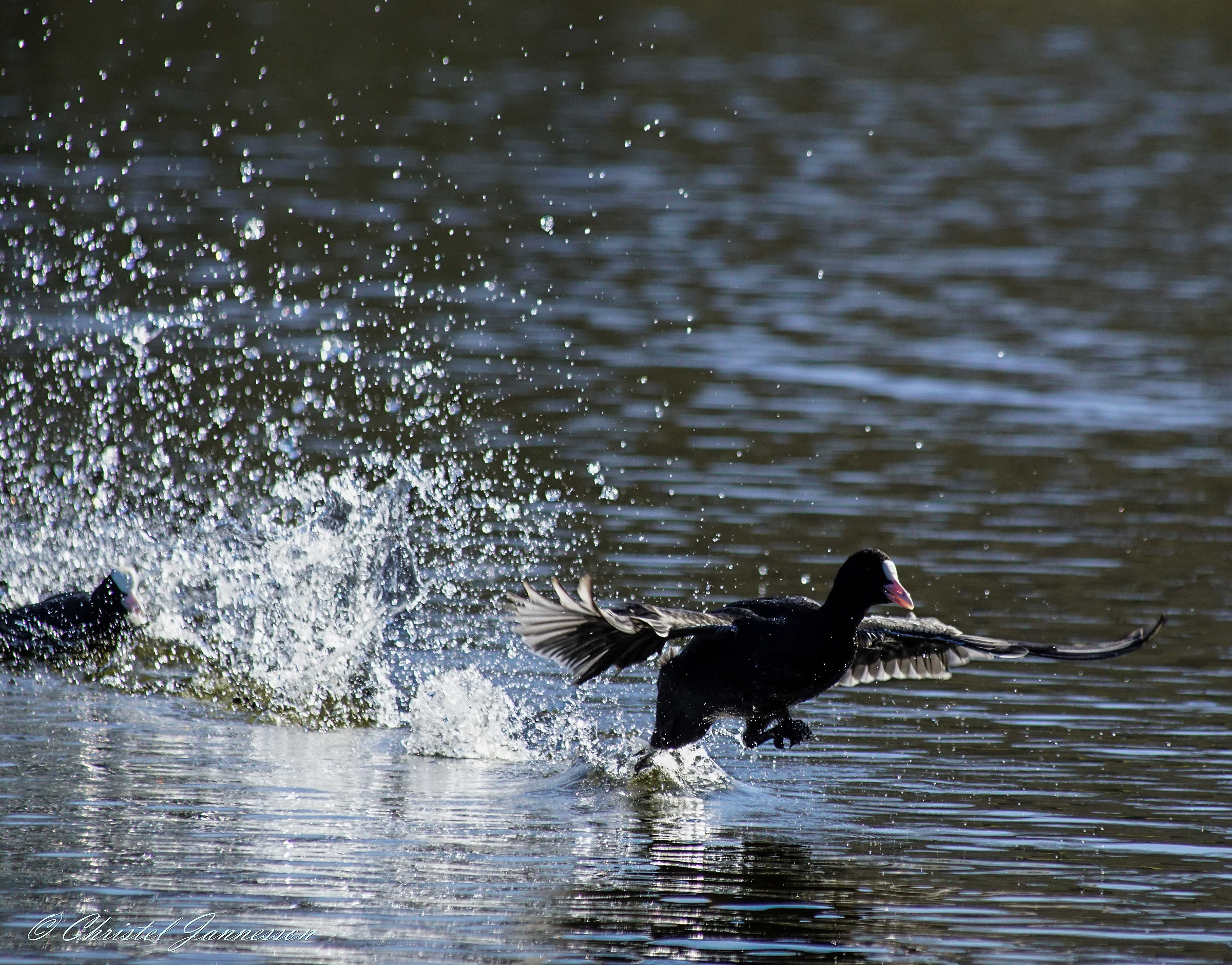 Eurasian Coot - better escape than a bad fight