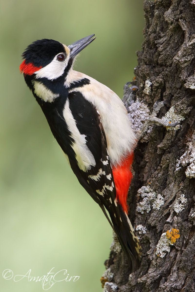 Piccio rosso maggiore