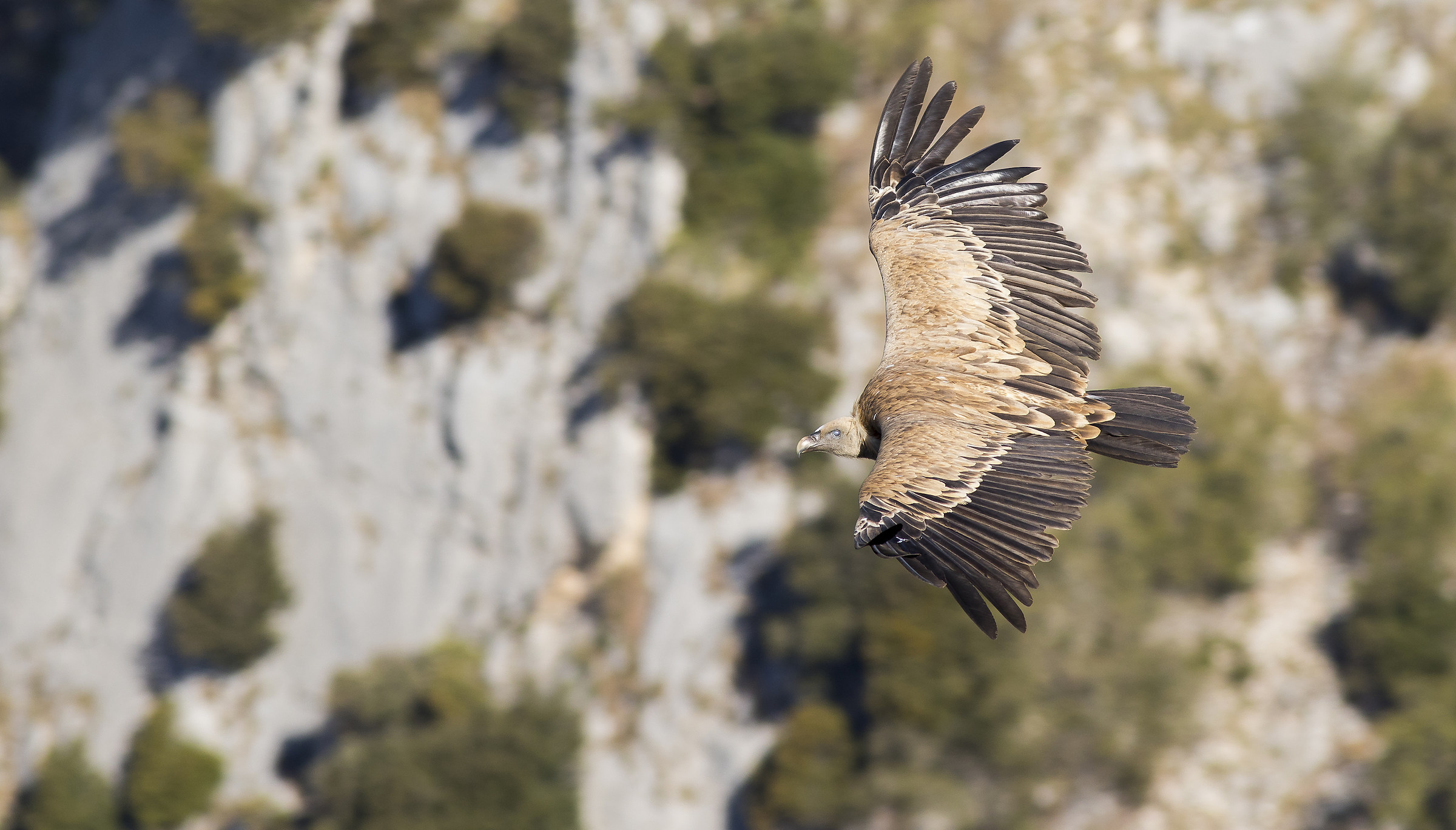 L'angelo della morte