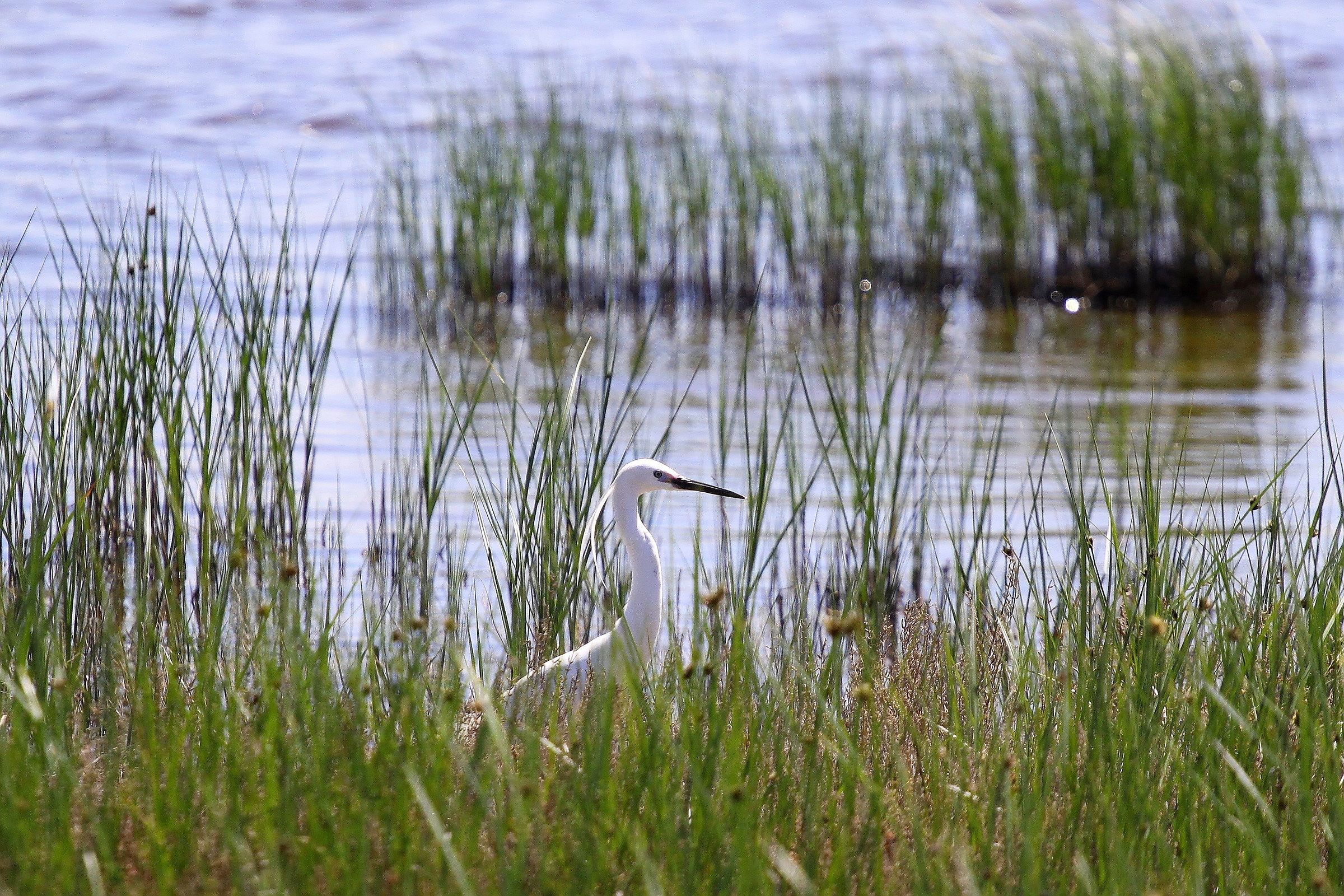 half egret