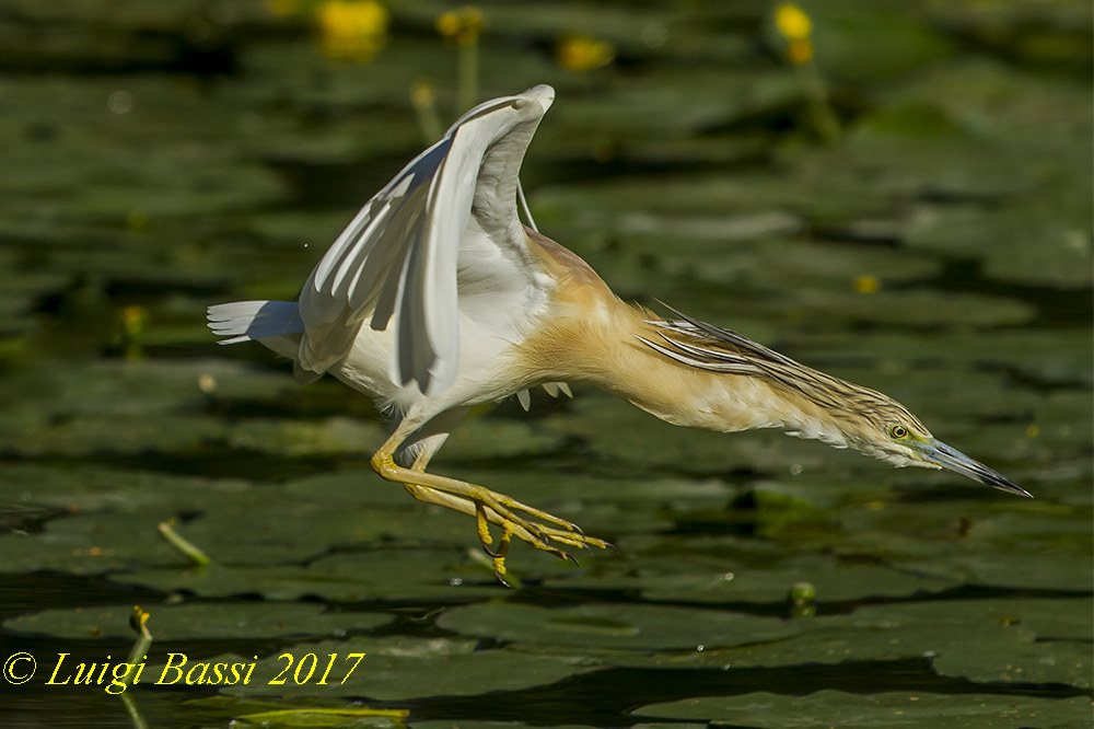 Il tuffo della Sgarza Ciuffetto