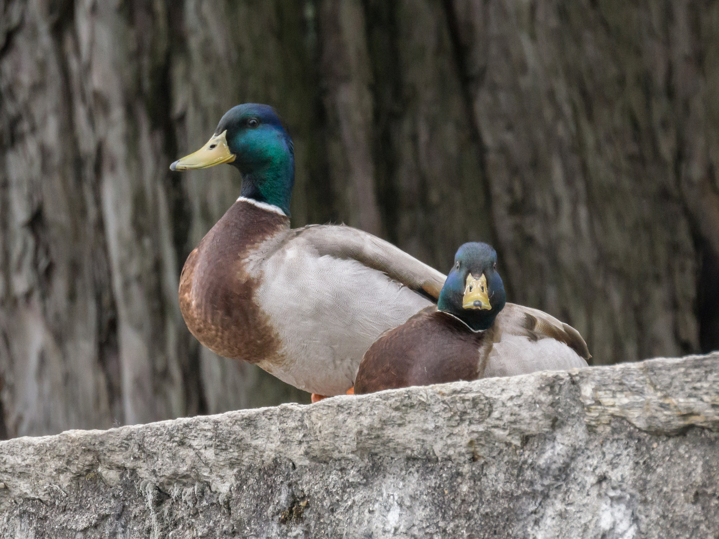 Due giovani maschi di Germano Reale - 2