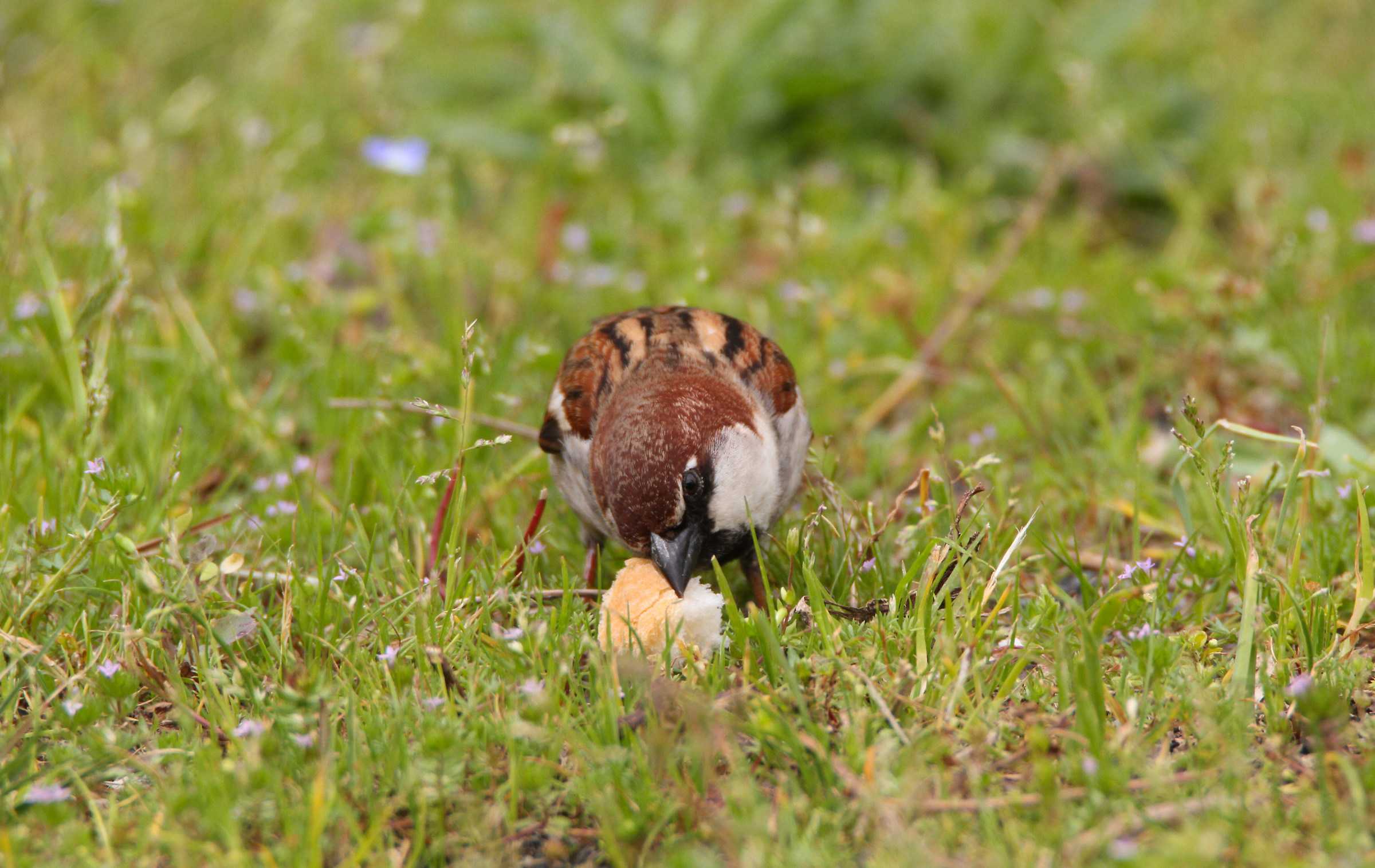 Give us this day our daily bread