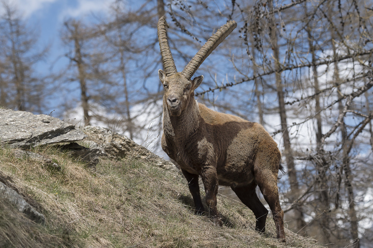 Ibex