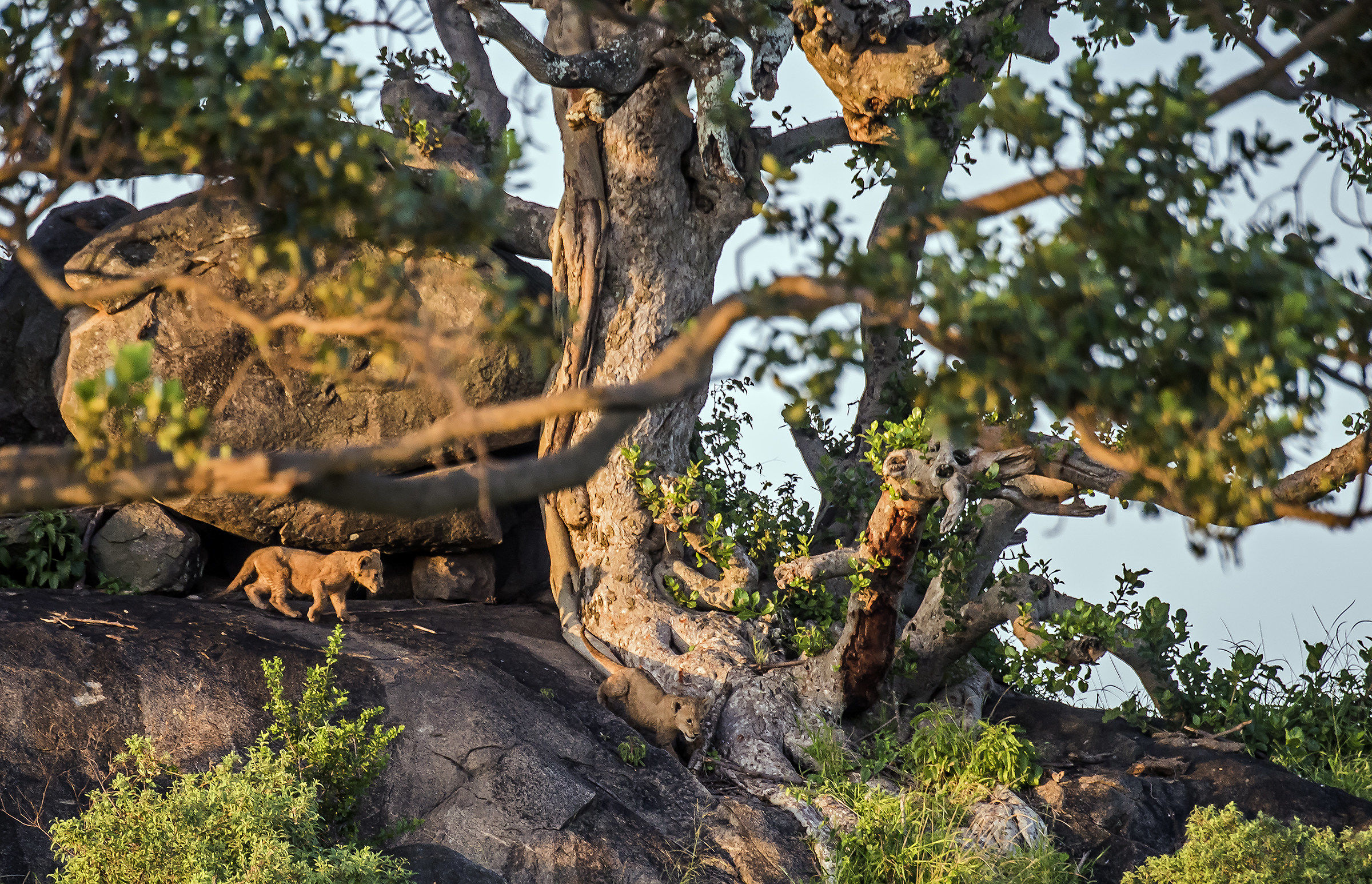Tanzania 2017 - Piccoli nel Kopje