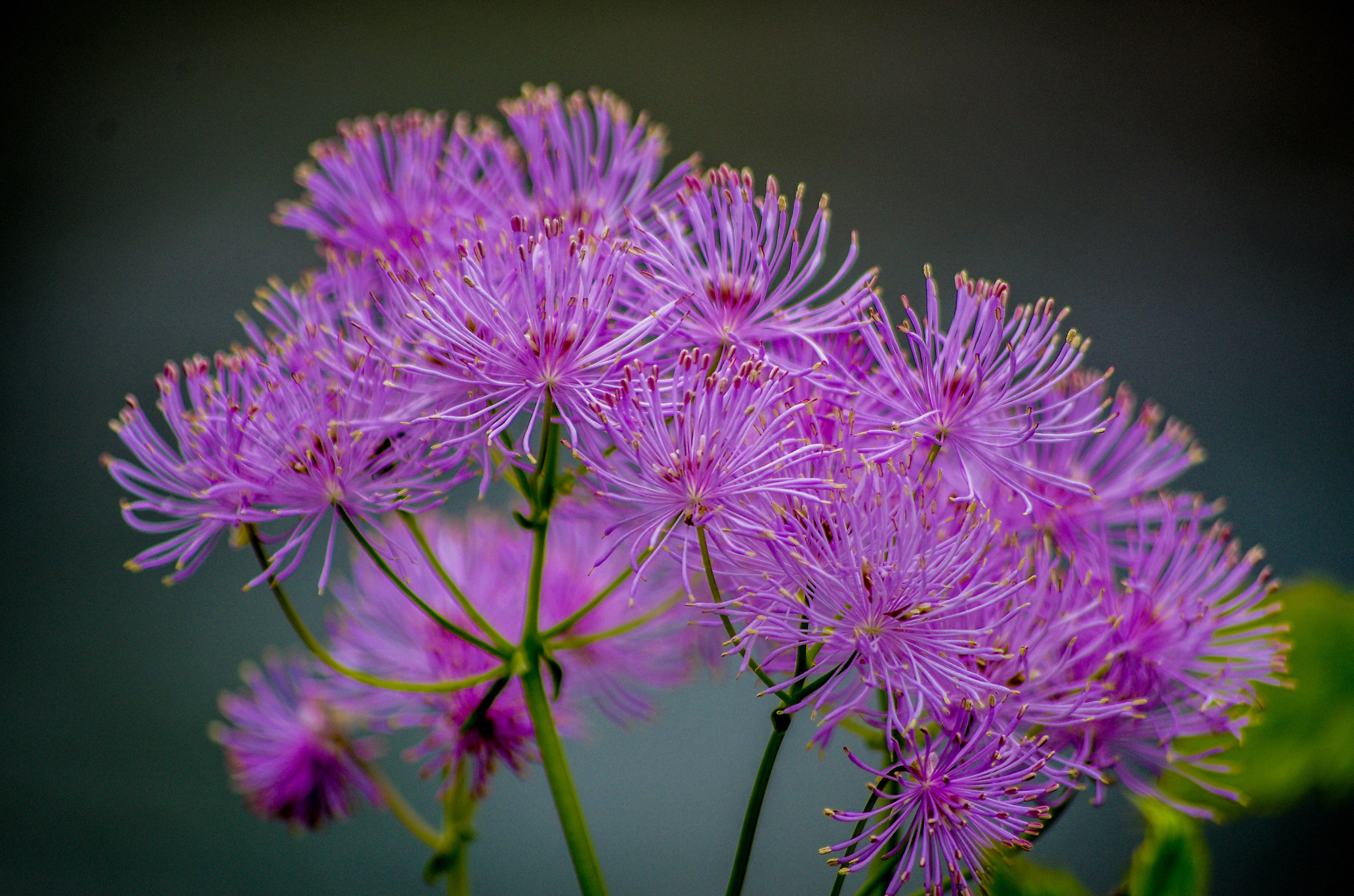 Thalictrum aquilegifolium