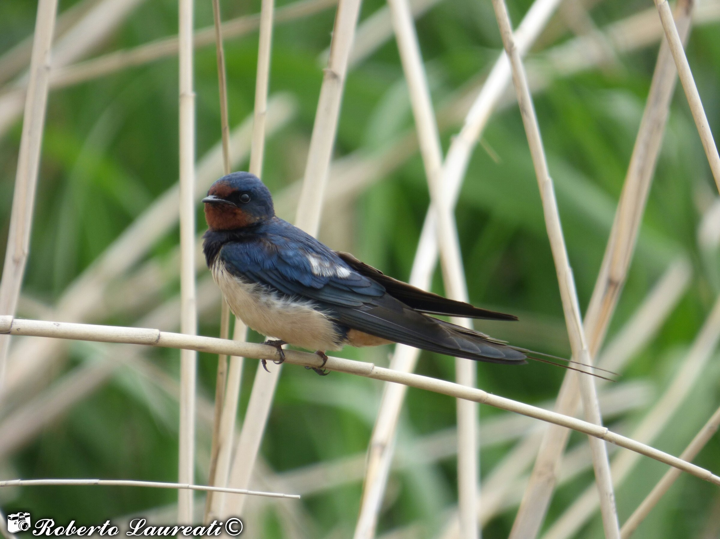 Barn Swallow (Hirundo rustica)