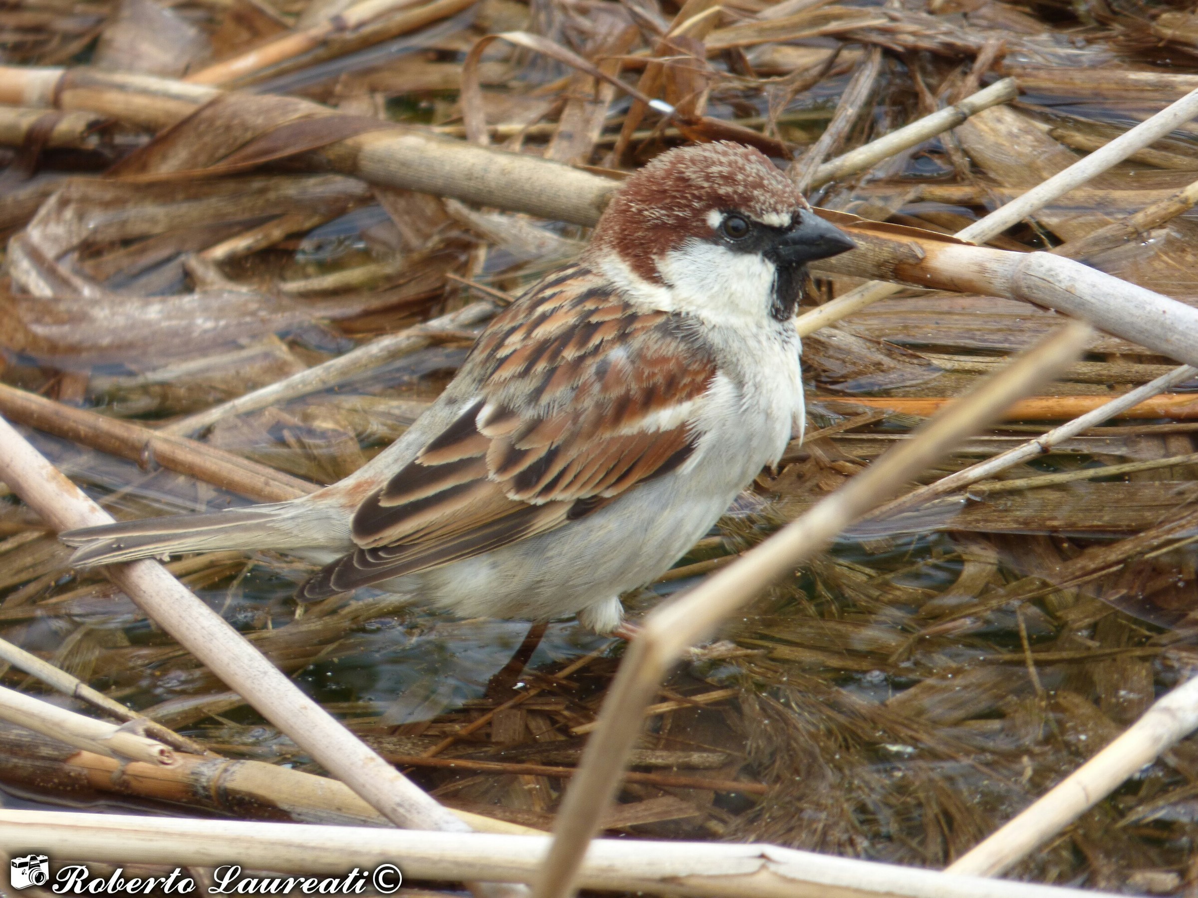 Italian Sparrow (Passer italiae)