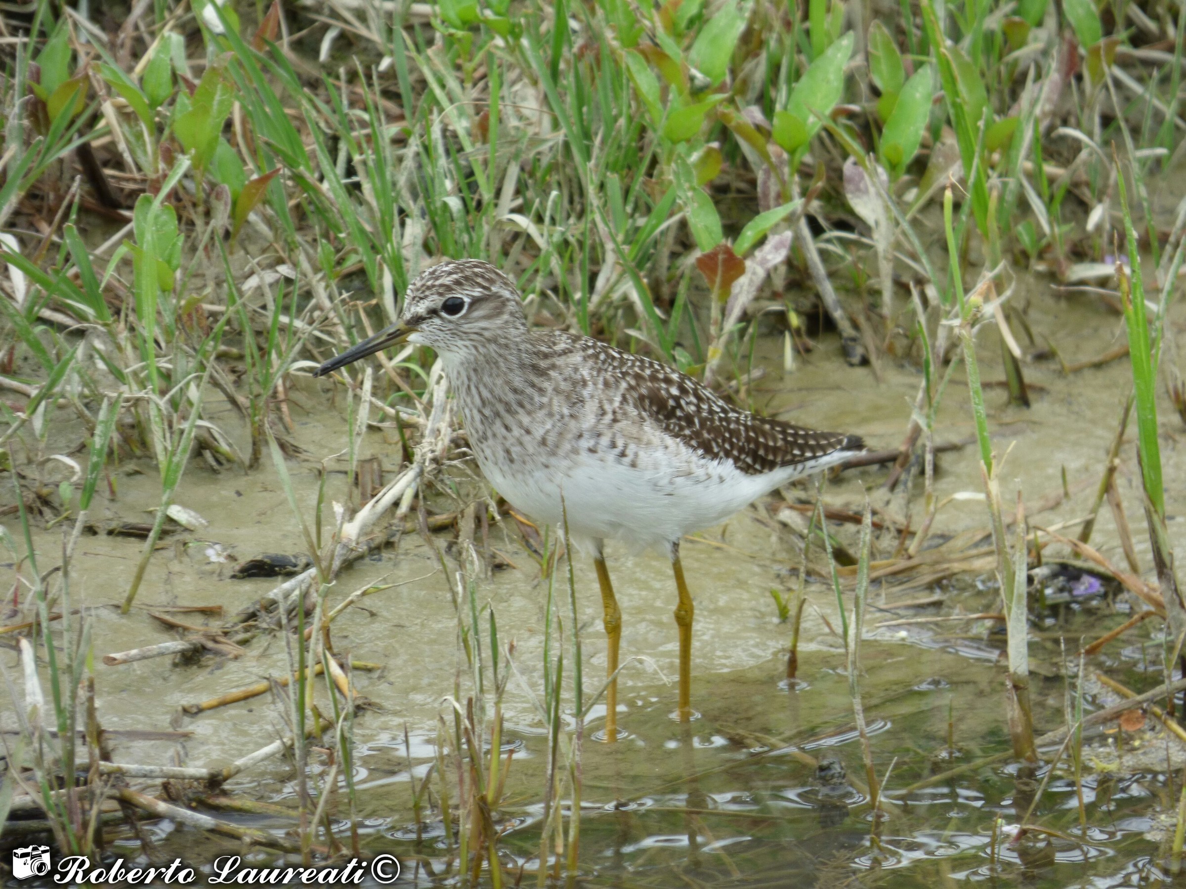 Sandpiper (Tringa glareola)