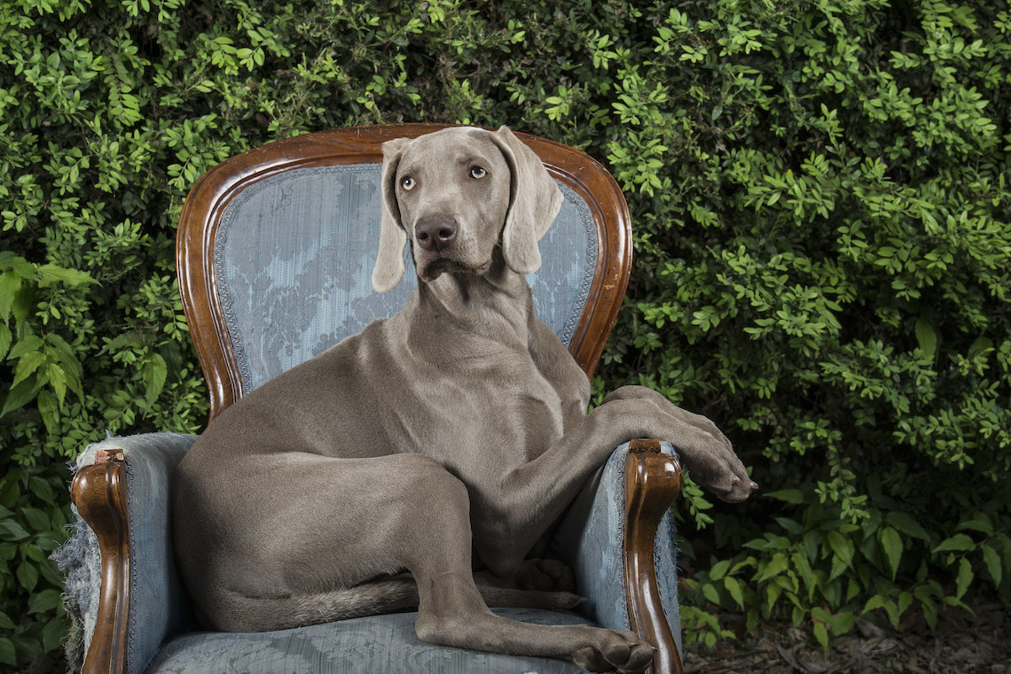 Weimaraner elegante