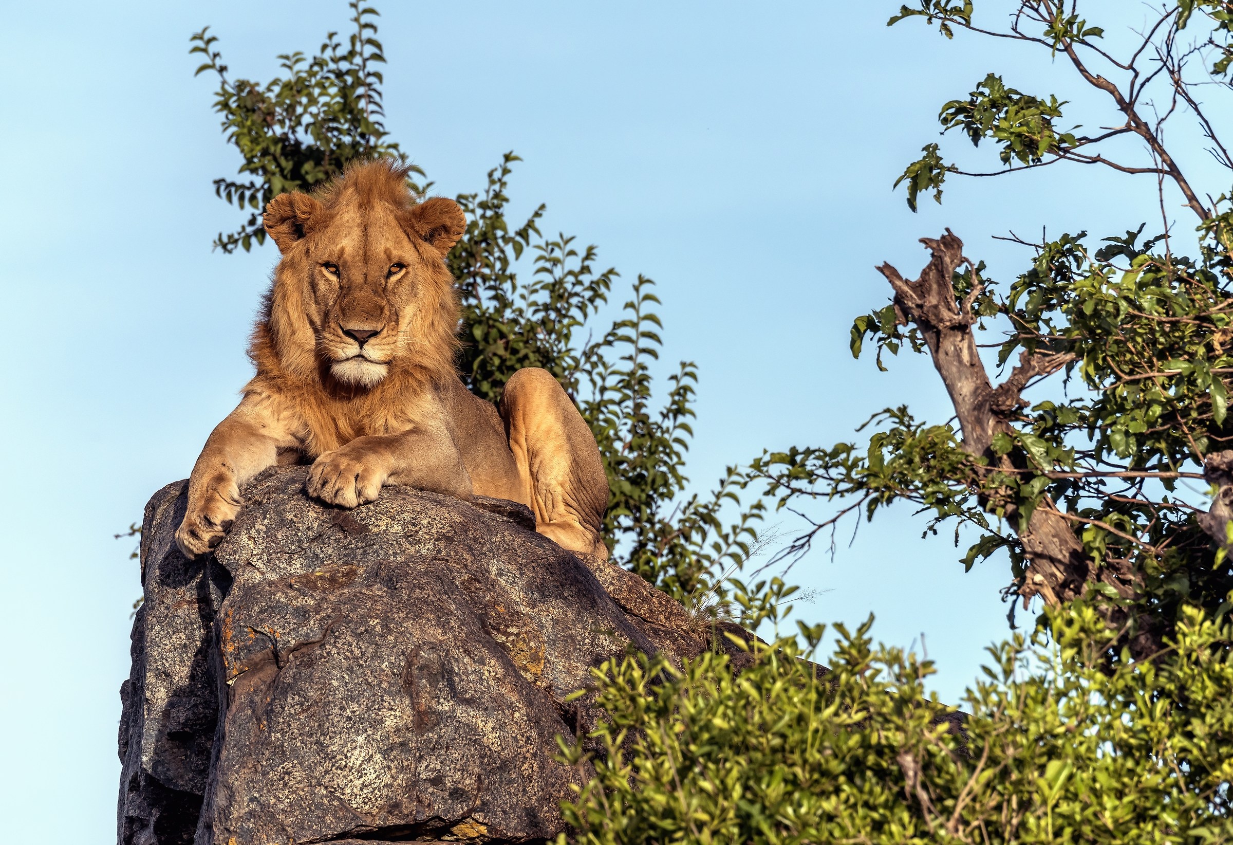 Tanzania 2017 - Sul Kopje