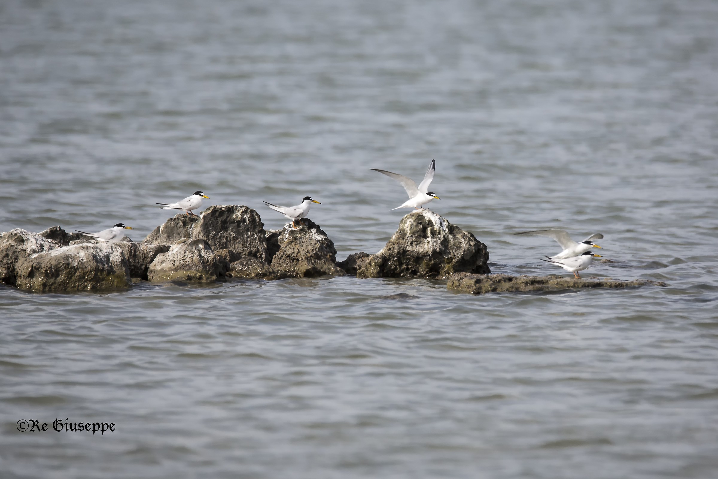 He loves time, another forward, all in a row