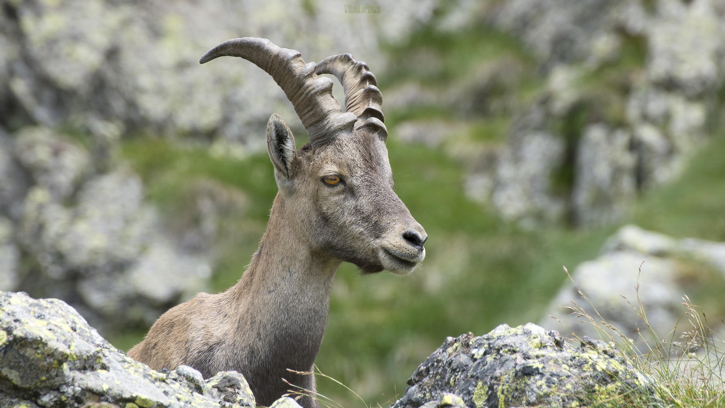 Young Ibex