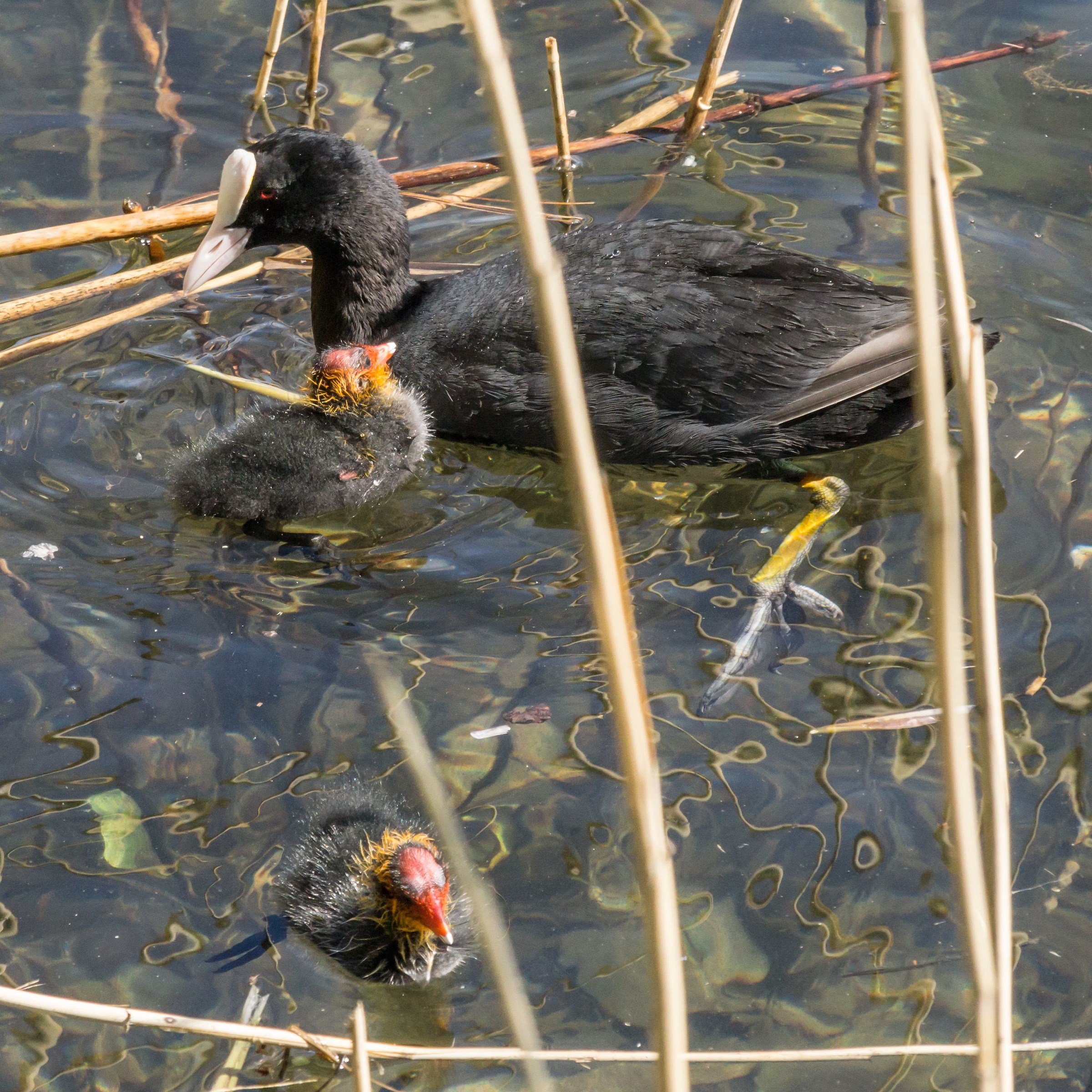 Coot with two chicks