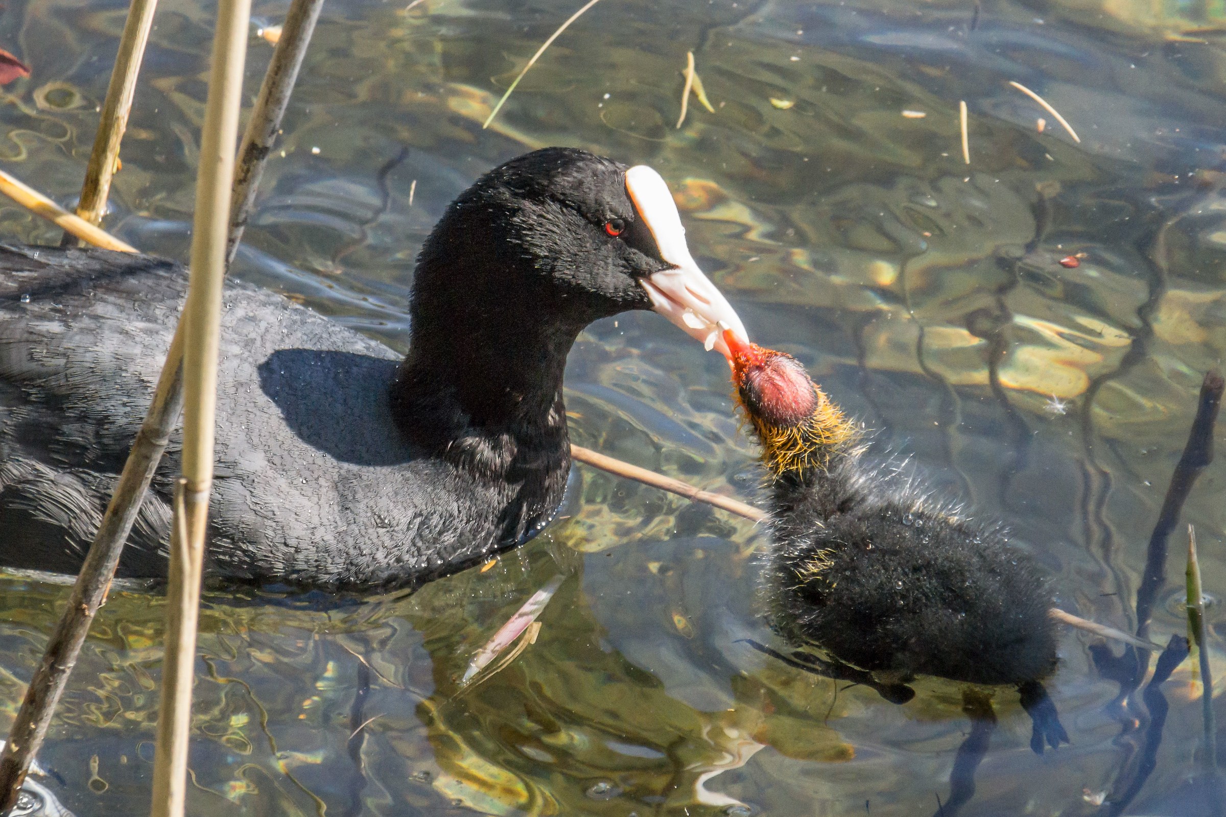 Coot who has a pucino