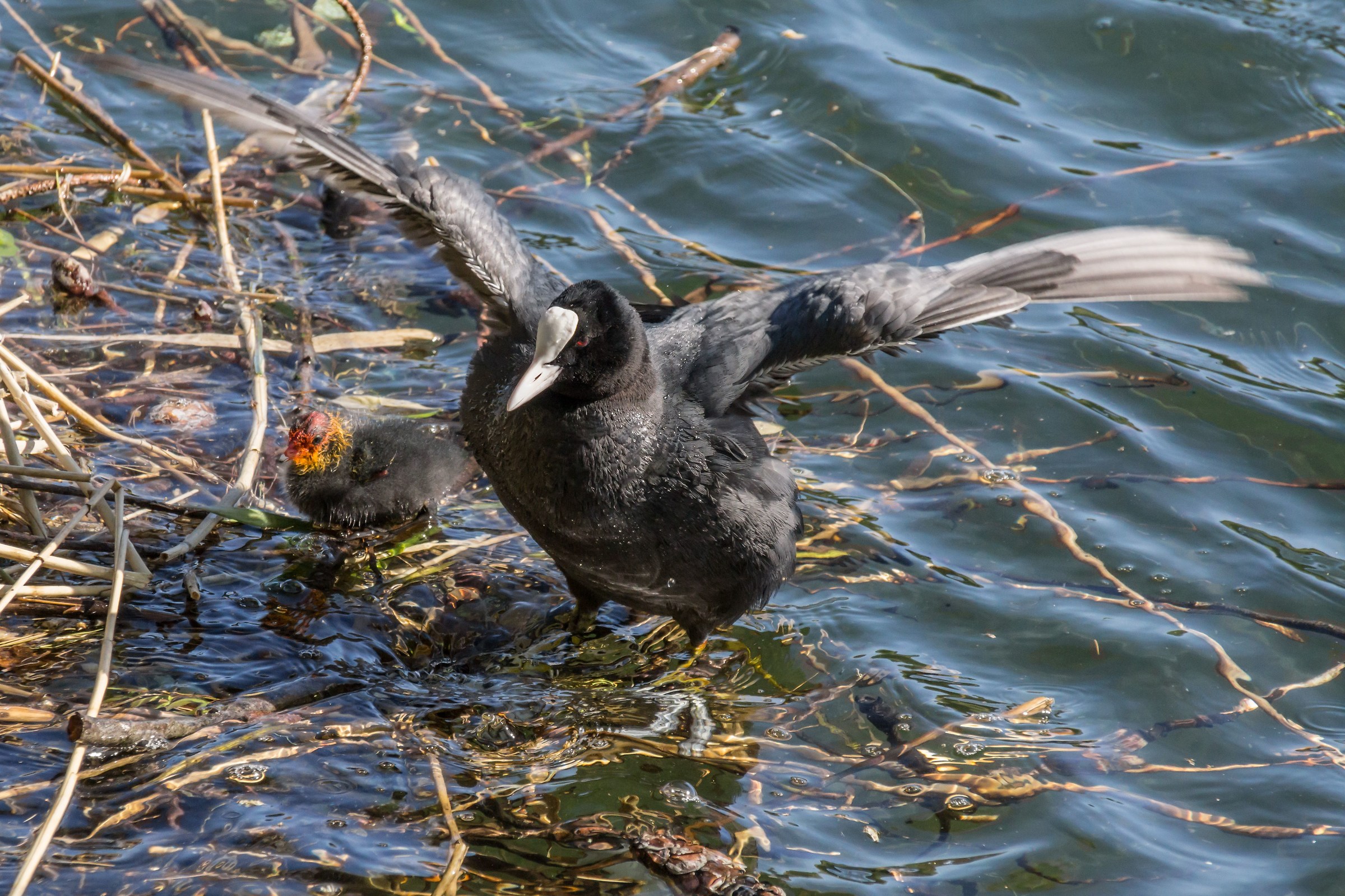 Coot with a chick