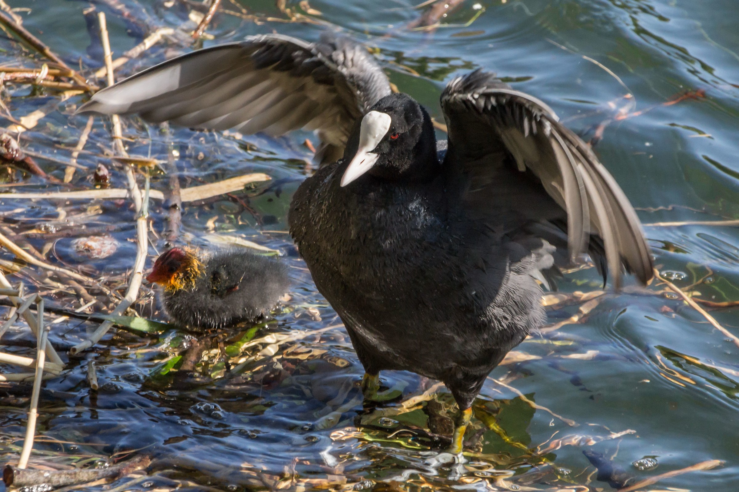 Coot with a chick