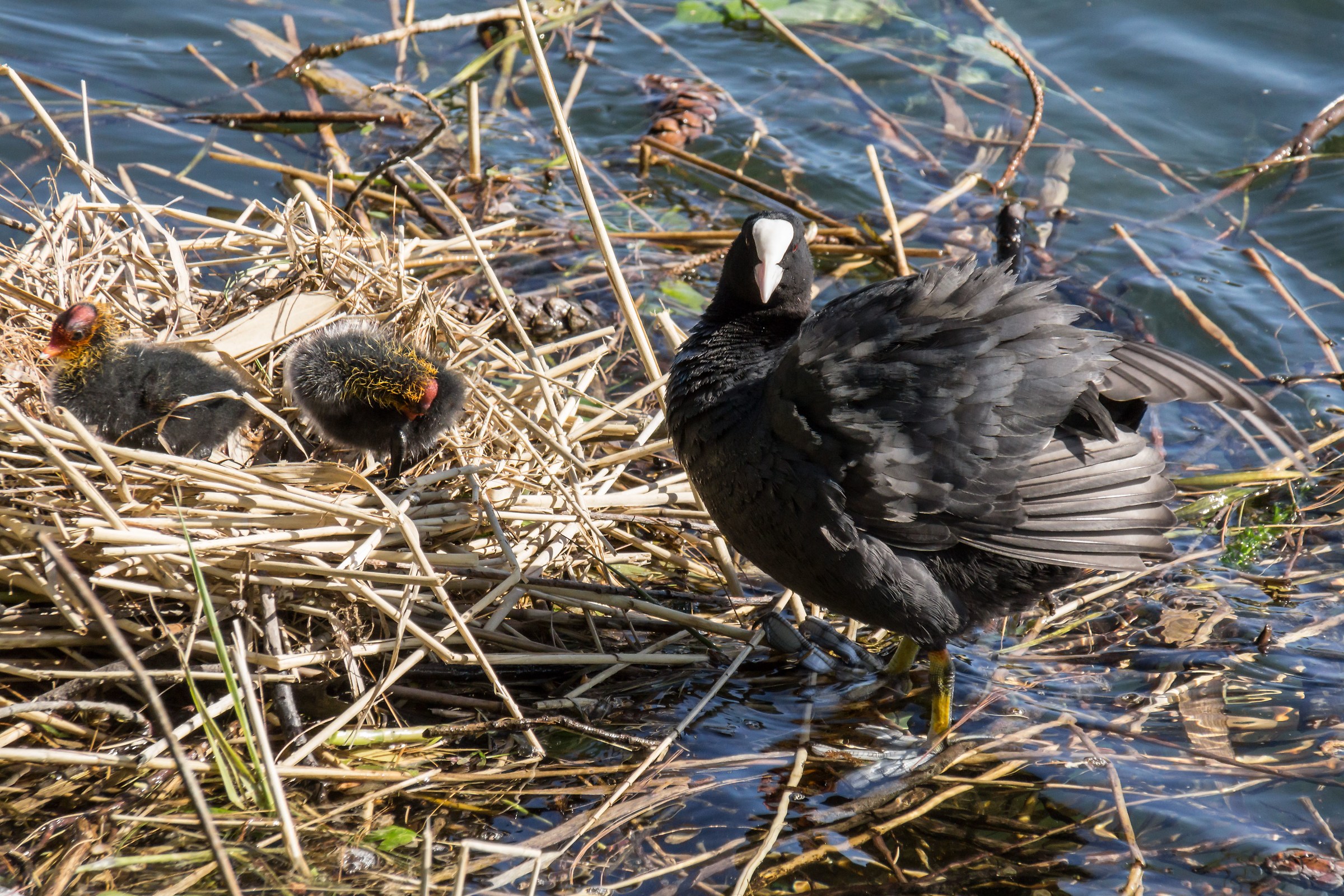 Coot with two chicks