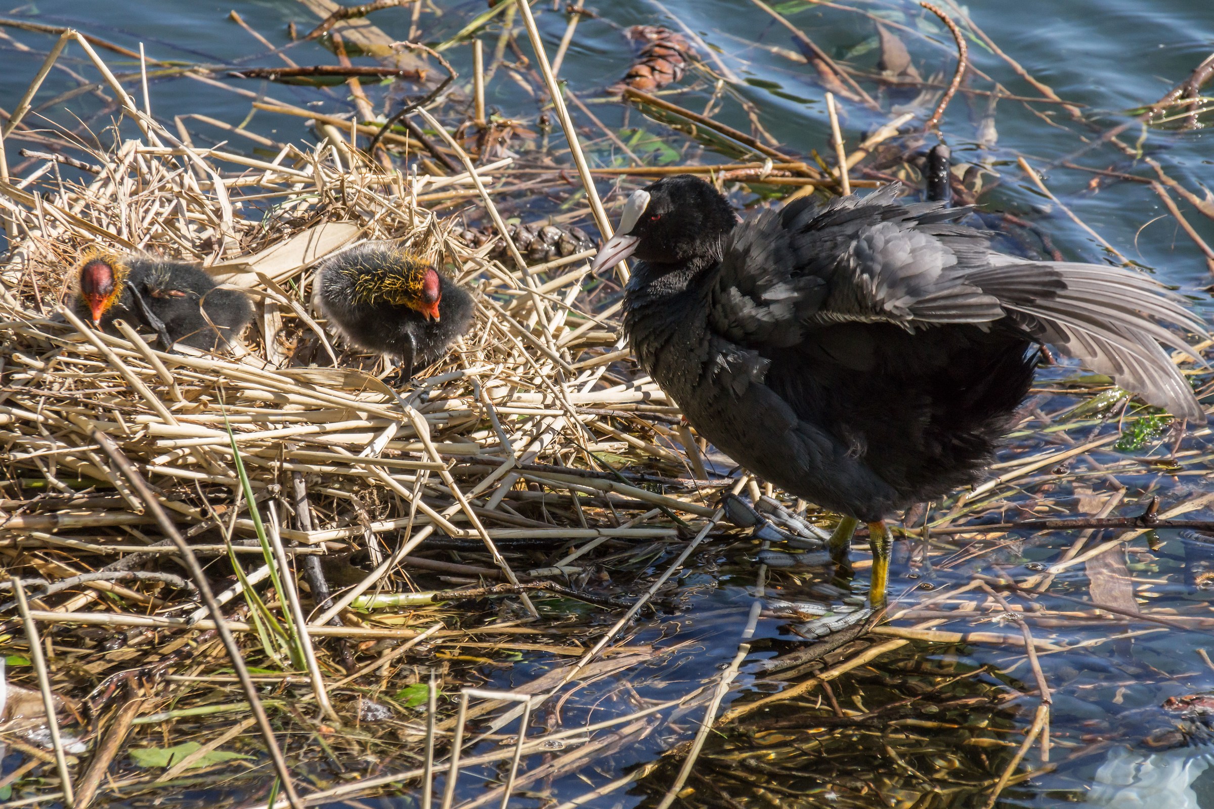 Coot with two pucini