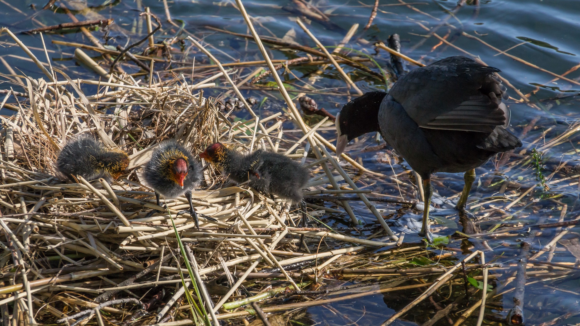 Folga with three chicks