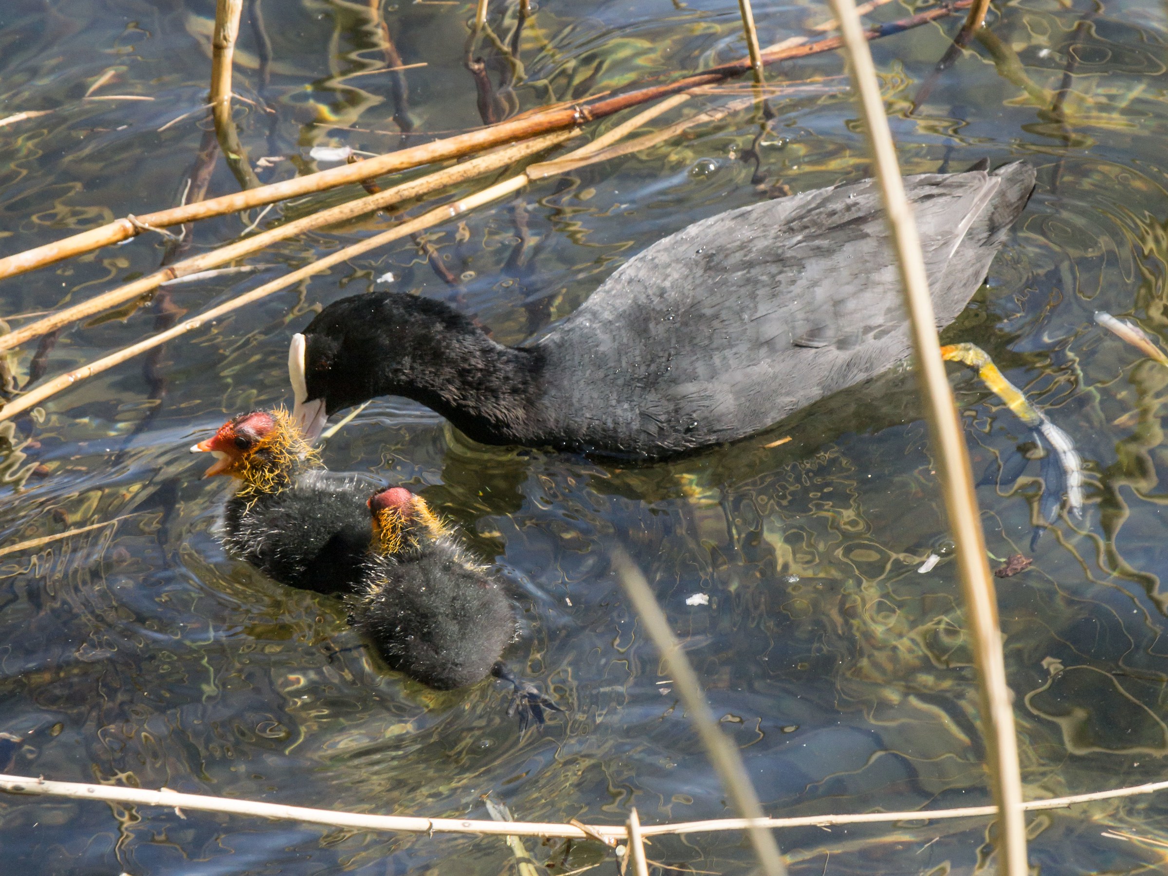 Coot with two pucini