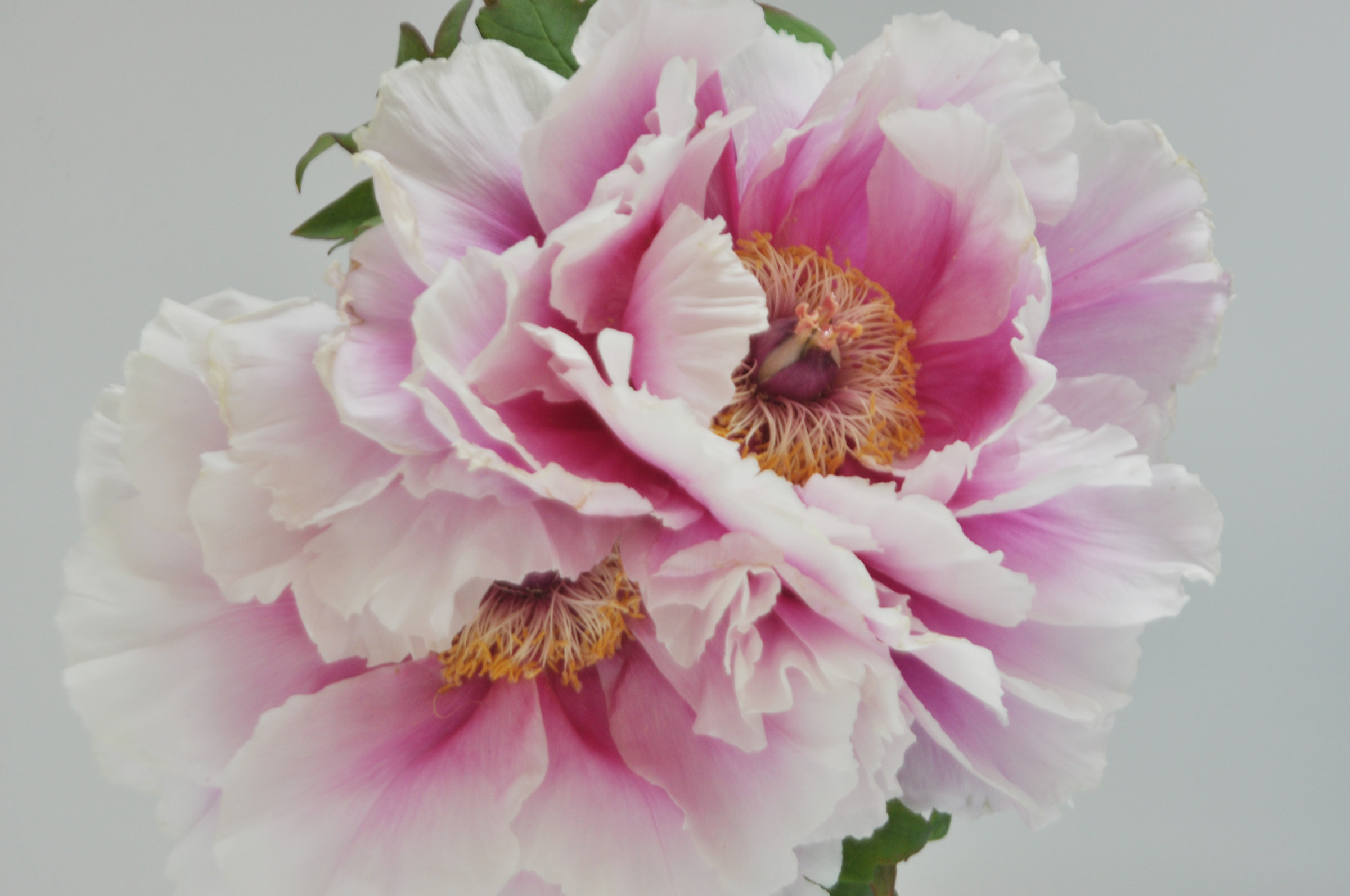peony
