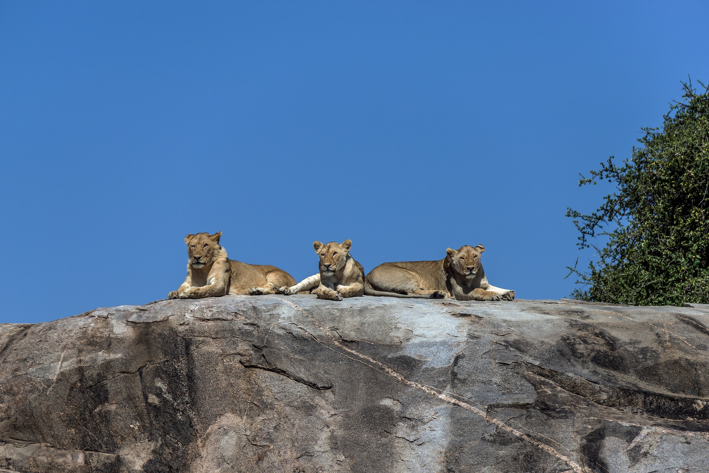 Tanzania 2017 - Sul Kopje