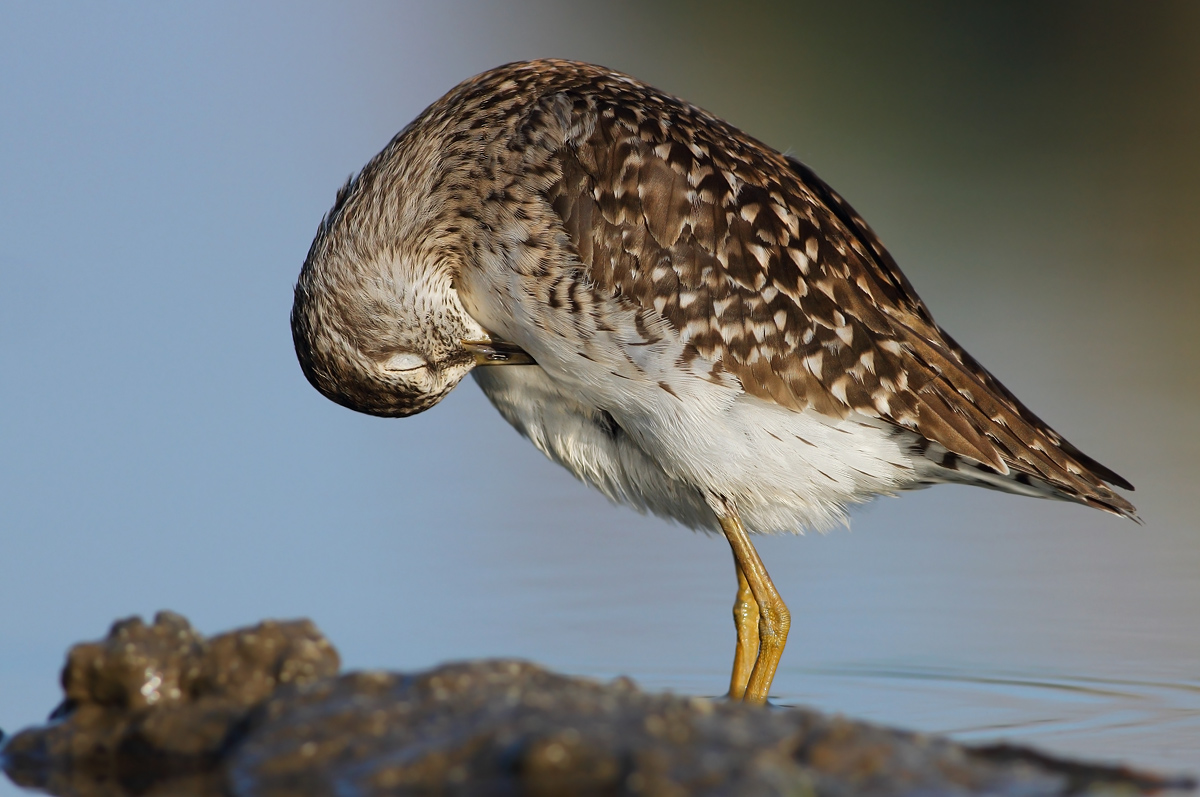 Wood Sandpiper