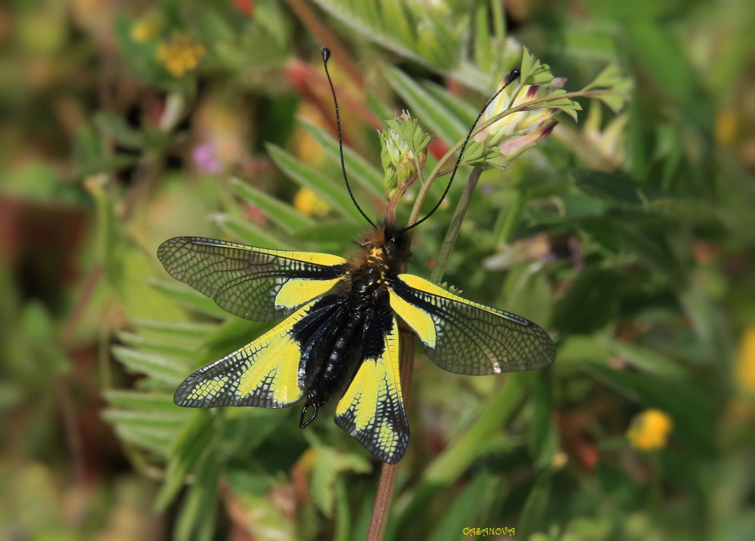 Libelloides coccajus (Denis & Schiffermüller, 1775)...