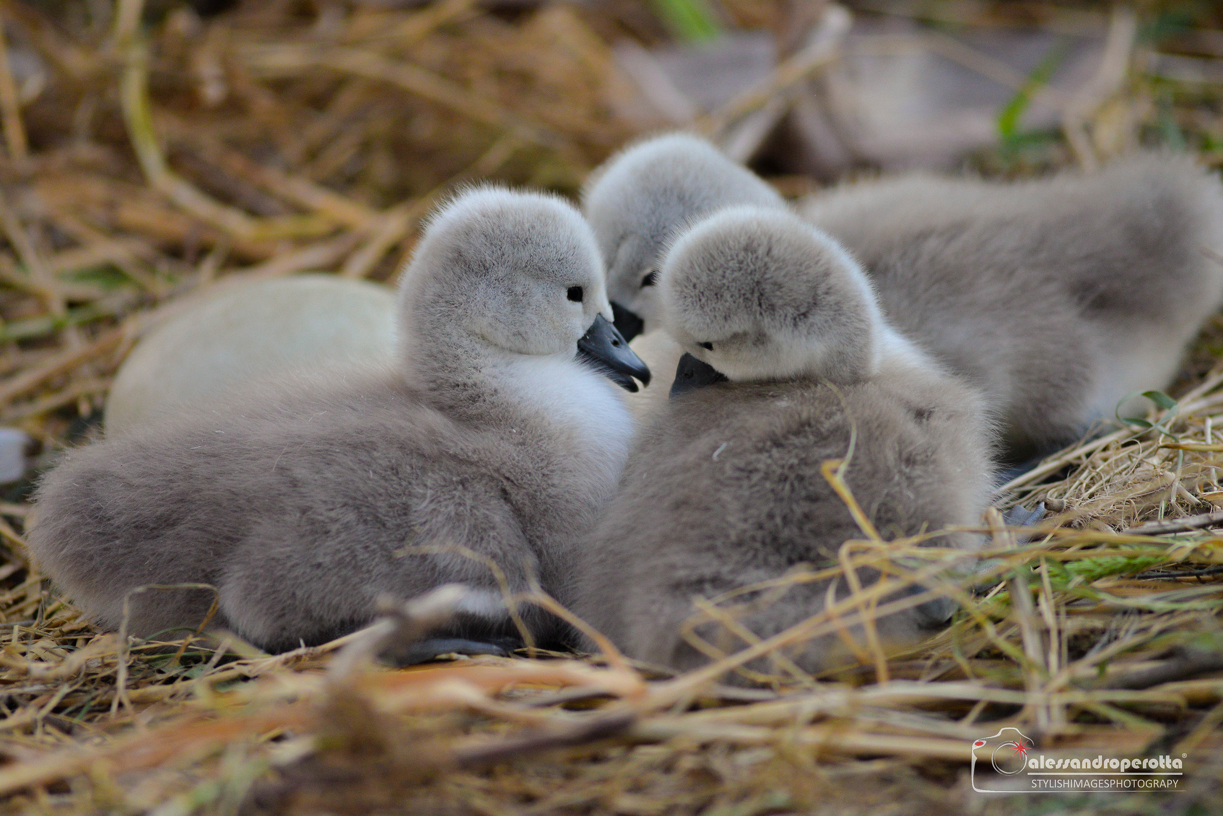 Ci siamo anche noi...