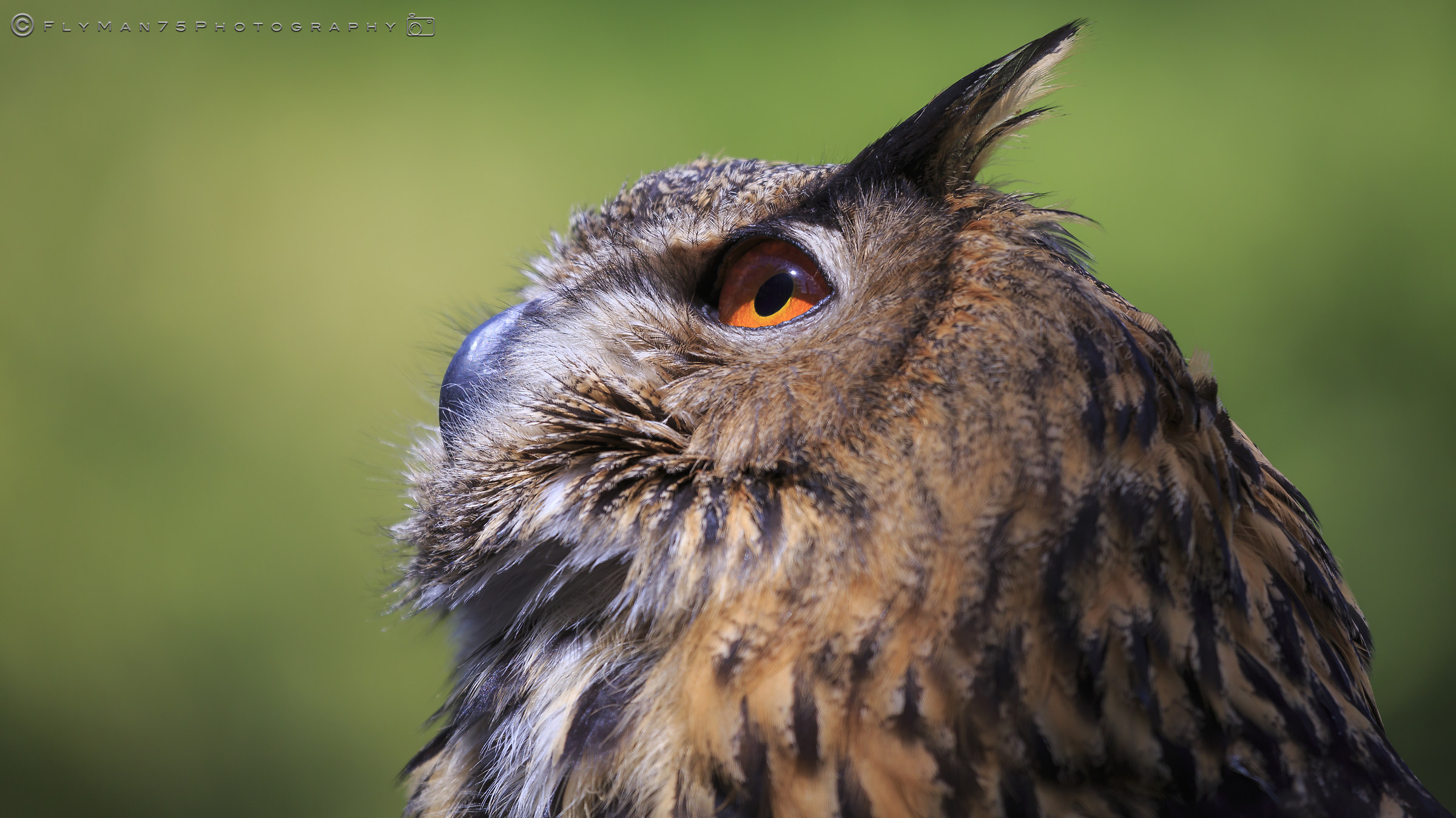Eagle Owl