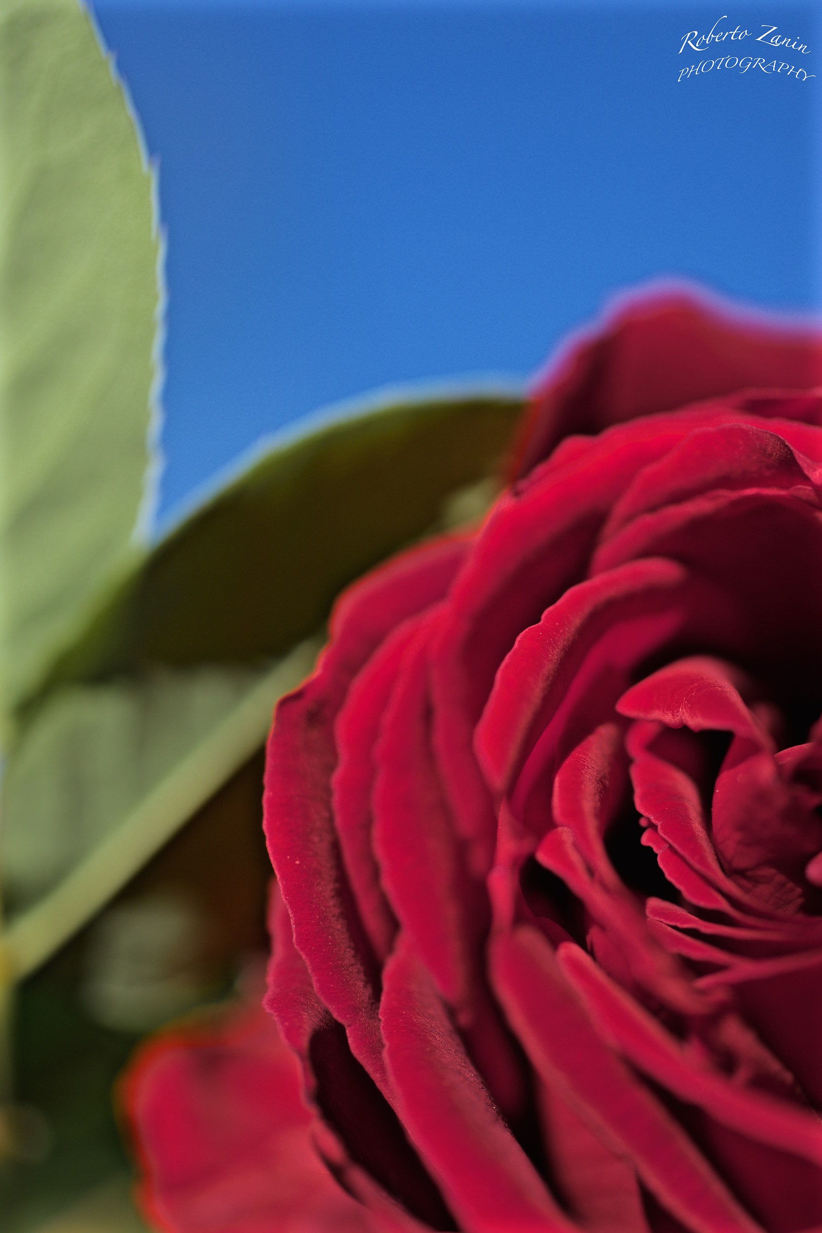 Tempo di fioriture...di rose