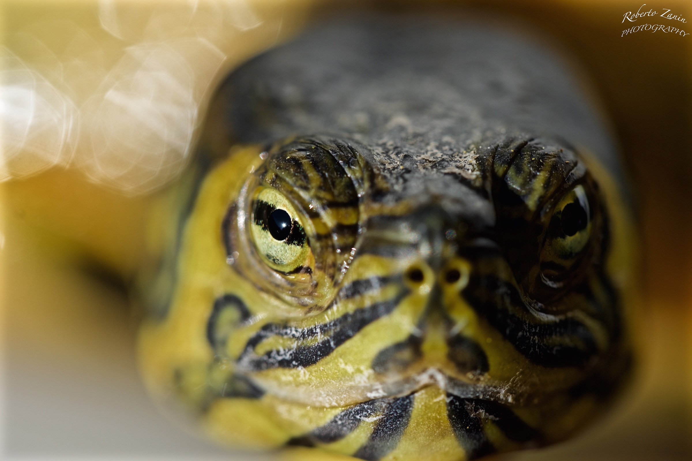 Tartarughe d'acqua -2-