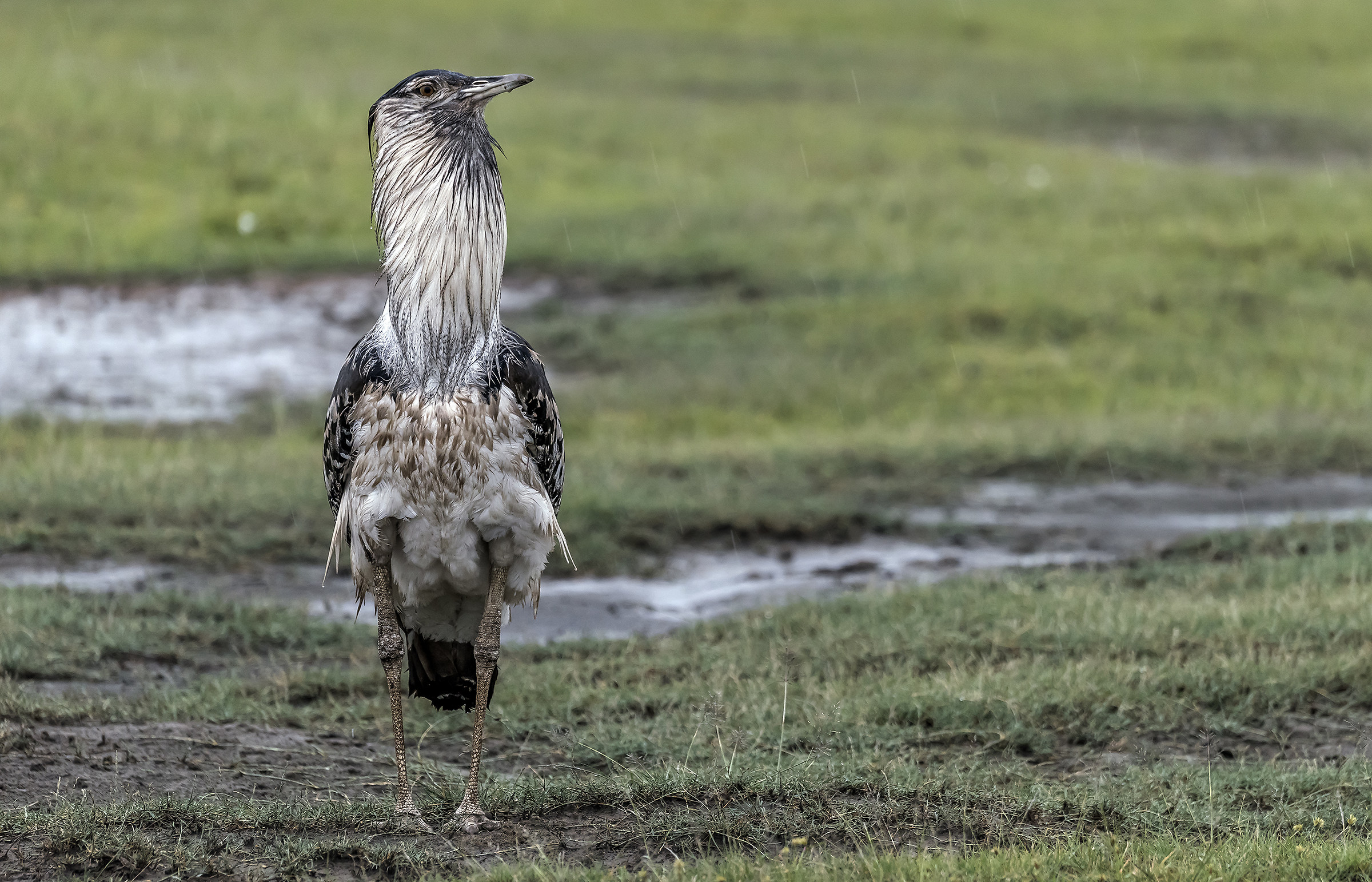 Tanzania 2017 - Otarda di Cori (bagnata)