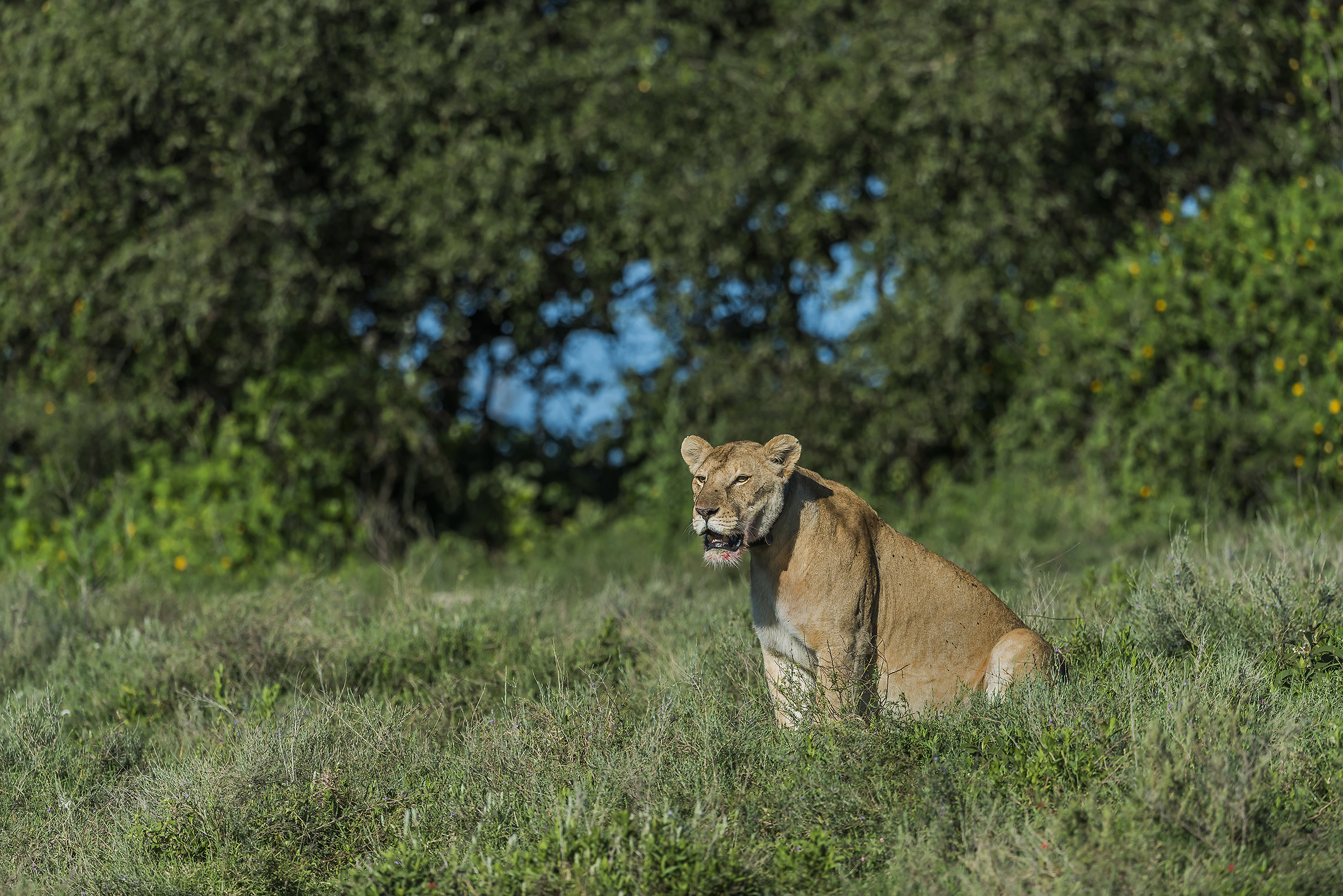 Tanzania 2017 - Lioness