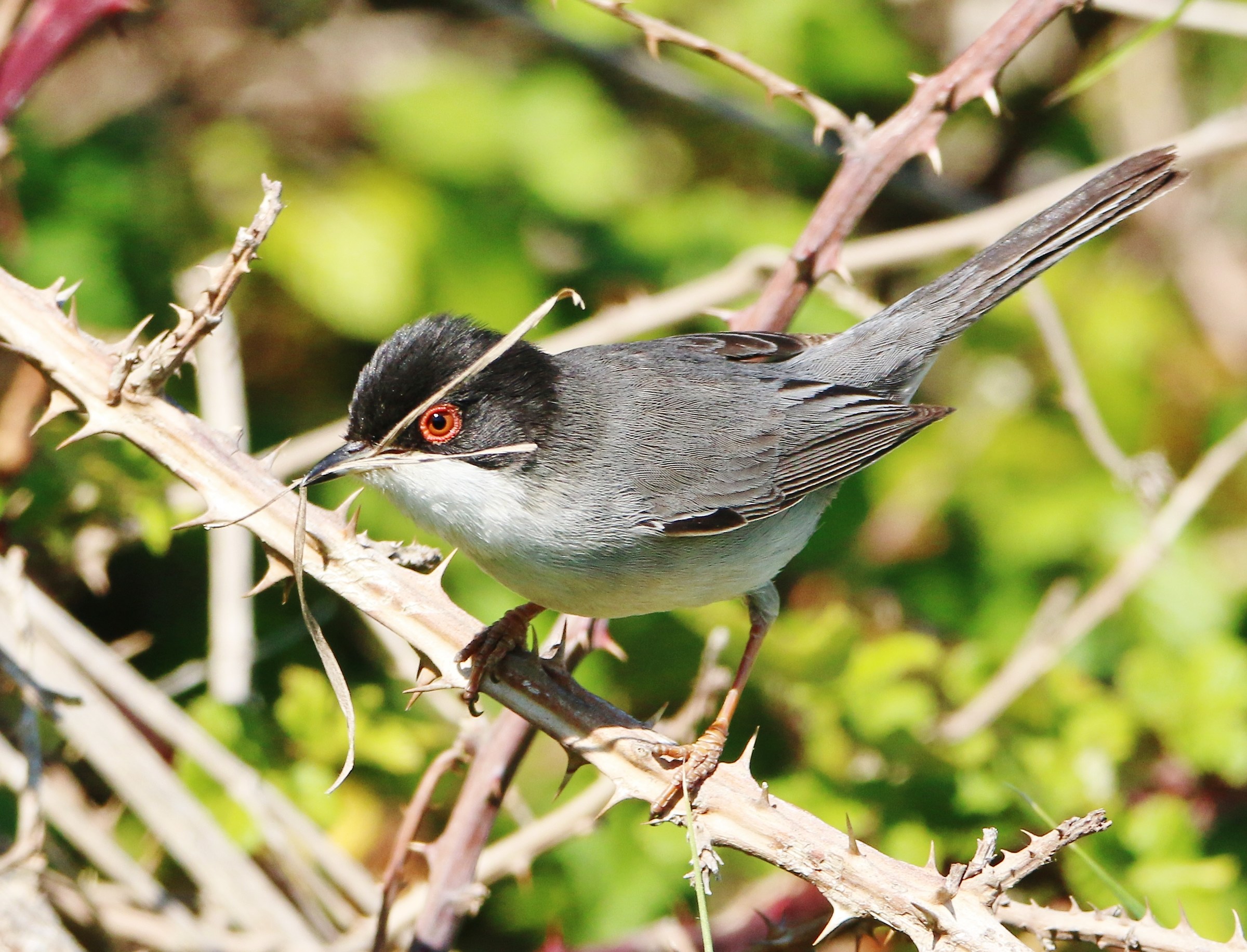male warbler